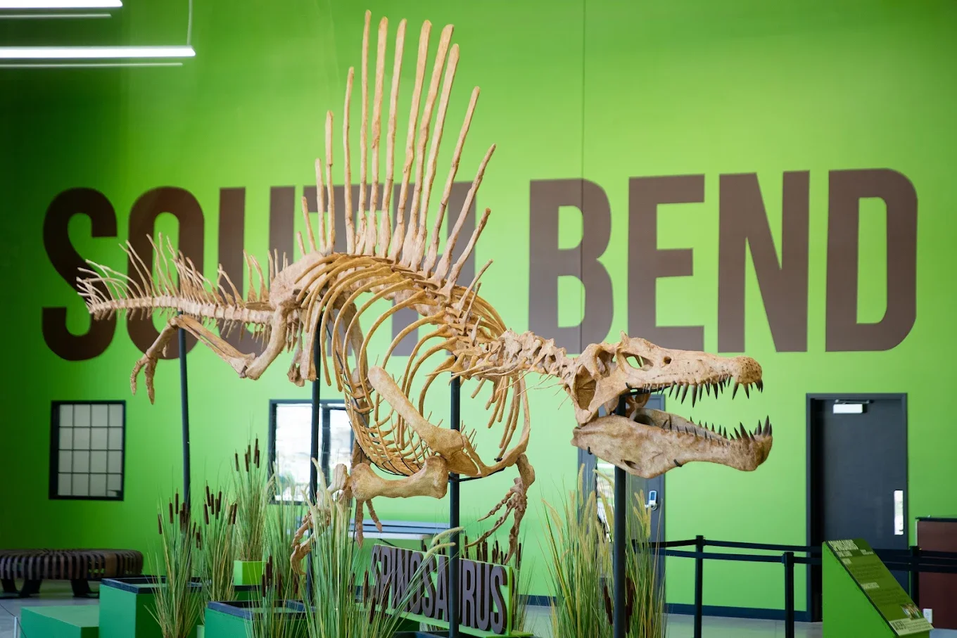 Dinosaur fossils and interactive exhibits at the Indiana Dinosaur Museum in South Bend Indiana
