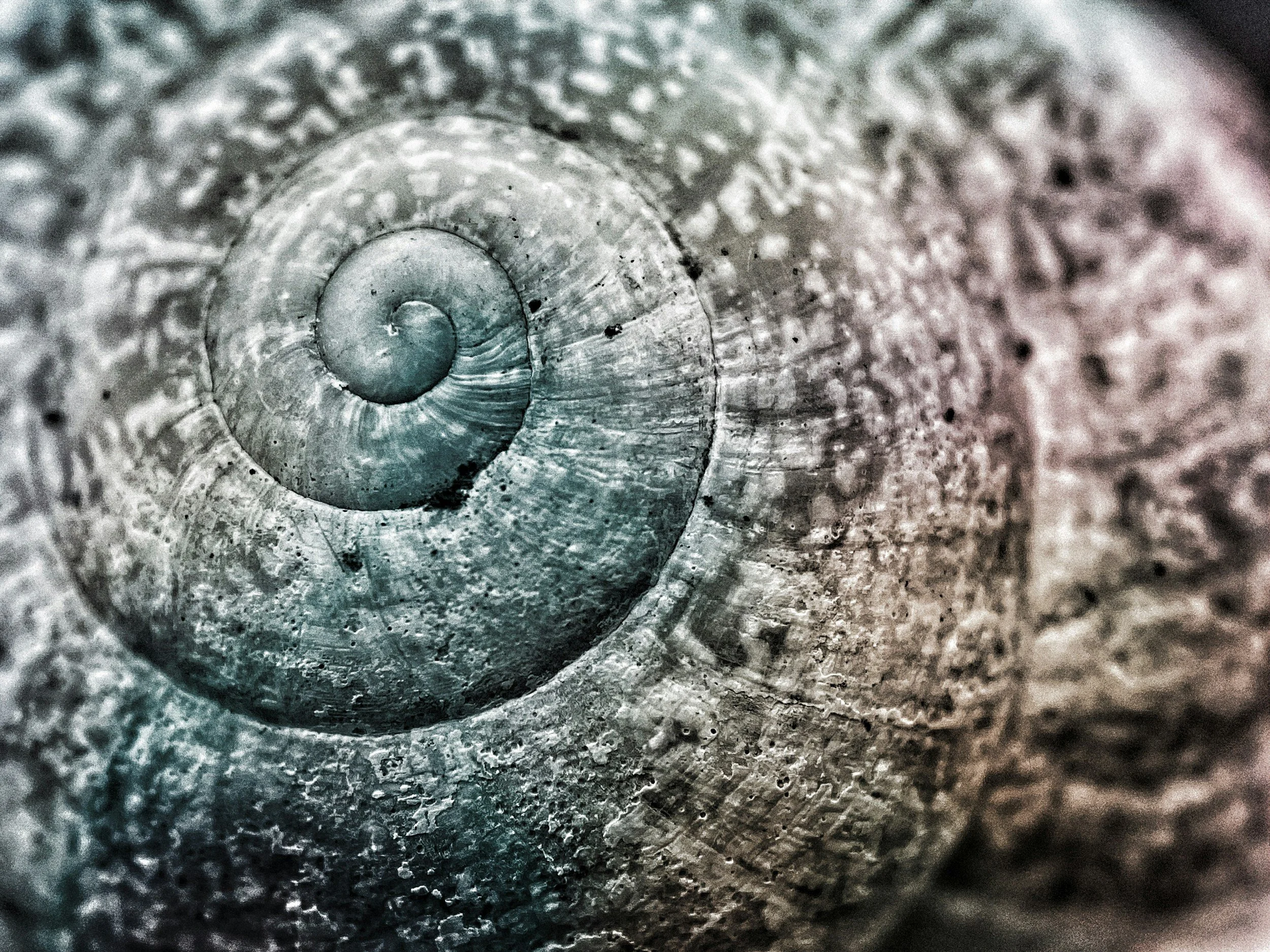 Close-up of a snail shell showing its spiral structure on a rough surface.