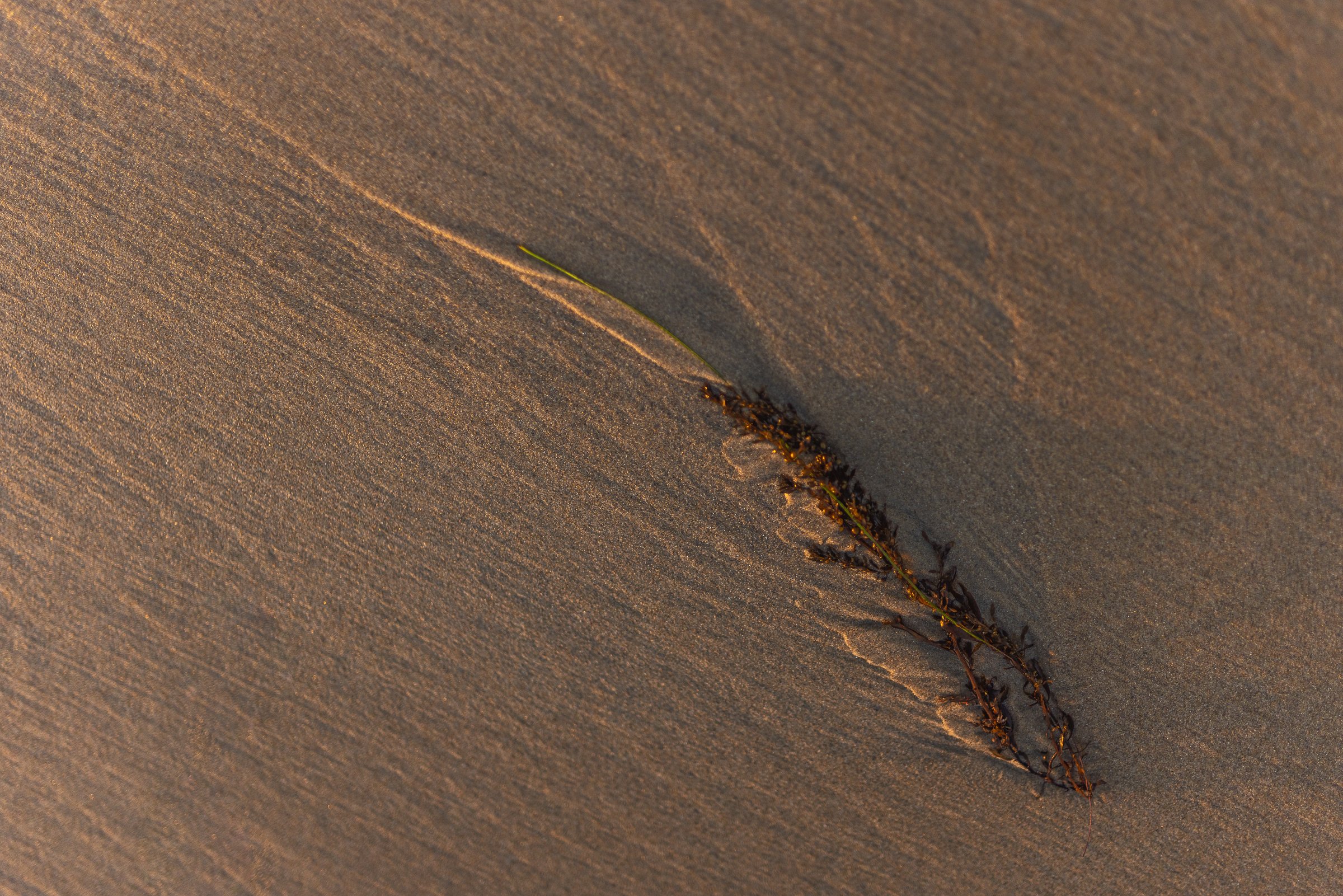 Beach deats-1.jpg