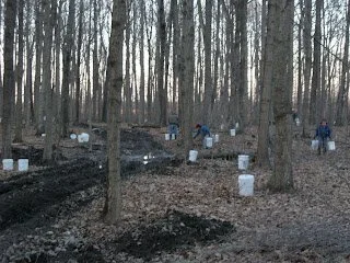 Gathering Buckets.JPG