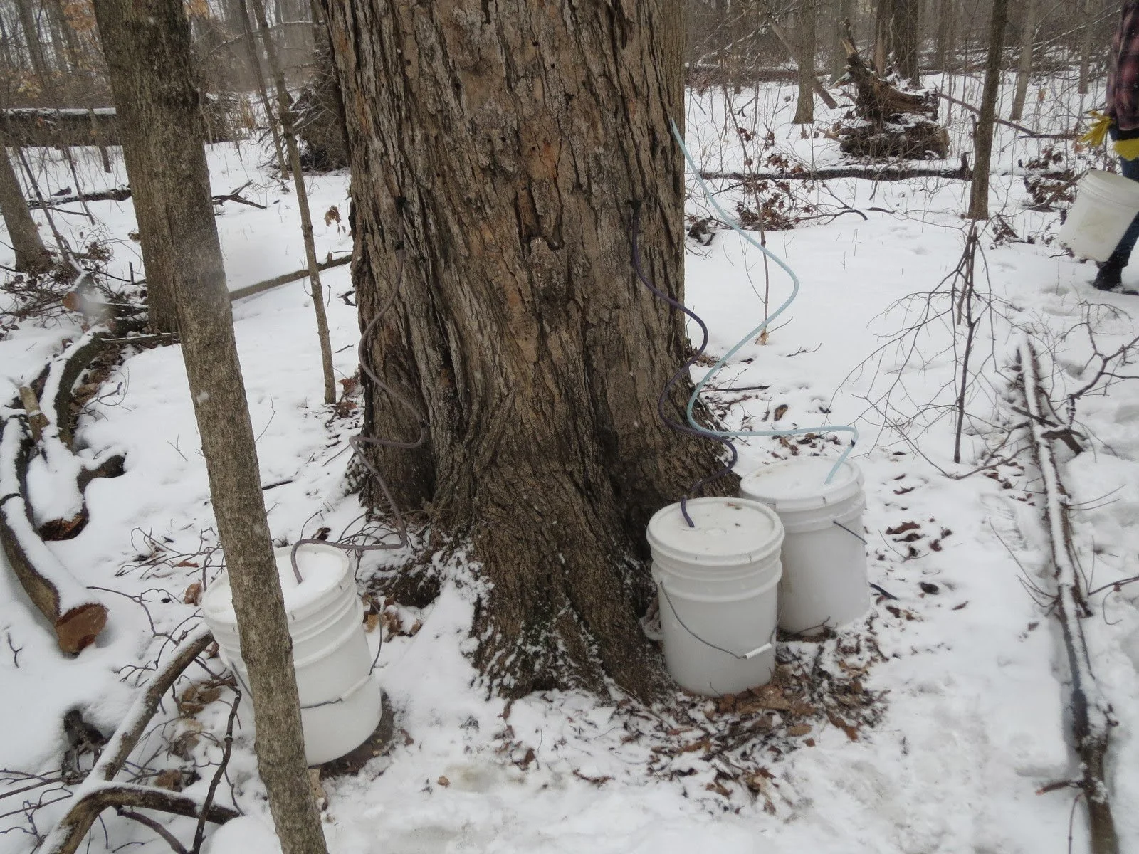 Tree with buckets 3.8.JPG