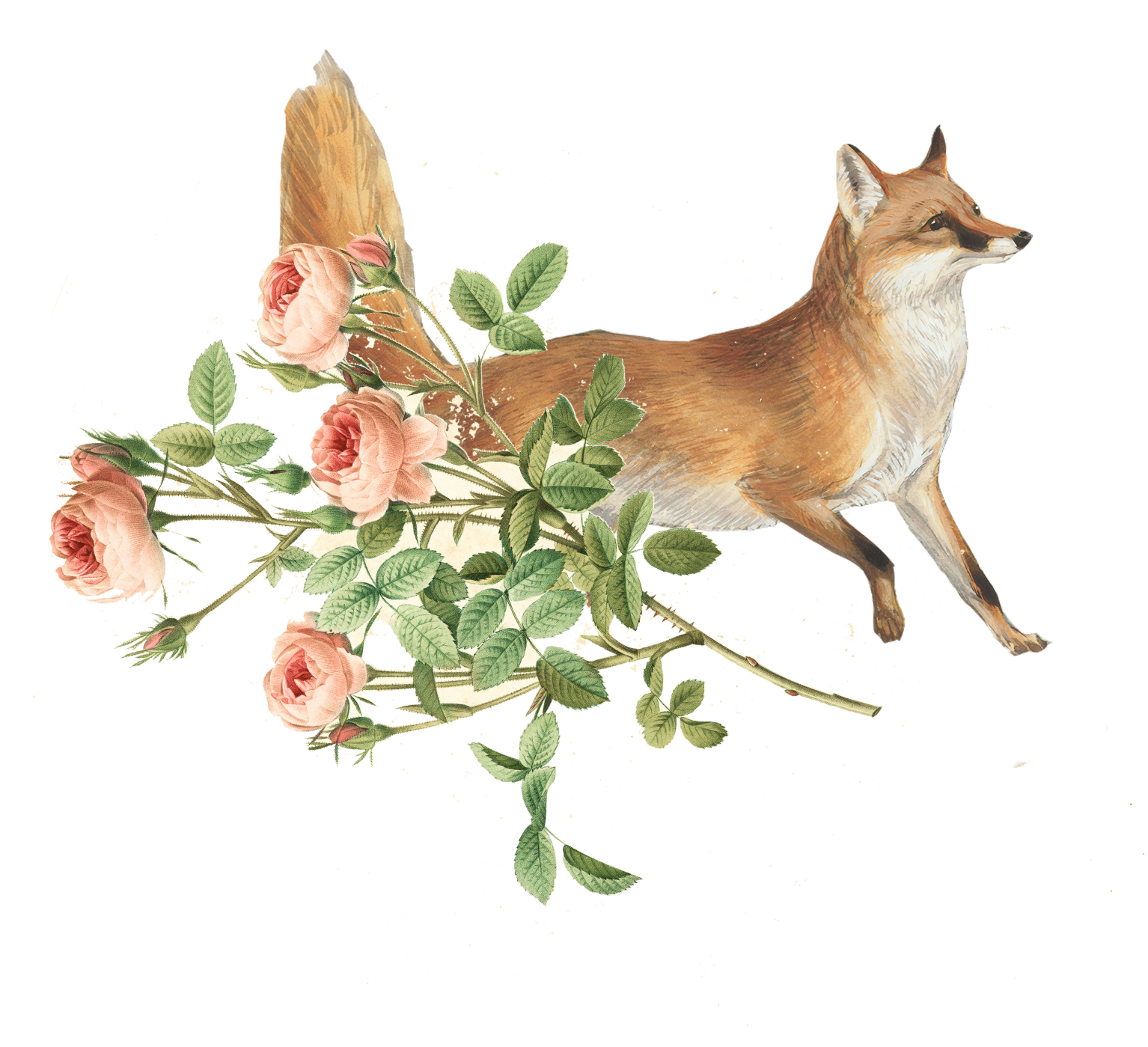 Illustration of a fox with a bunch of pink roses and green leaves.