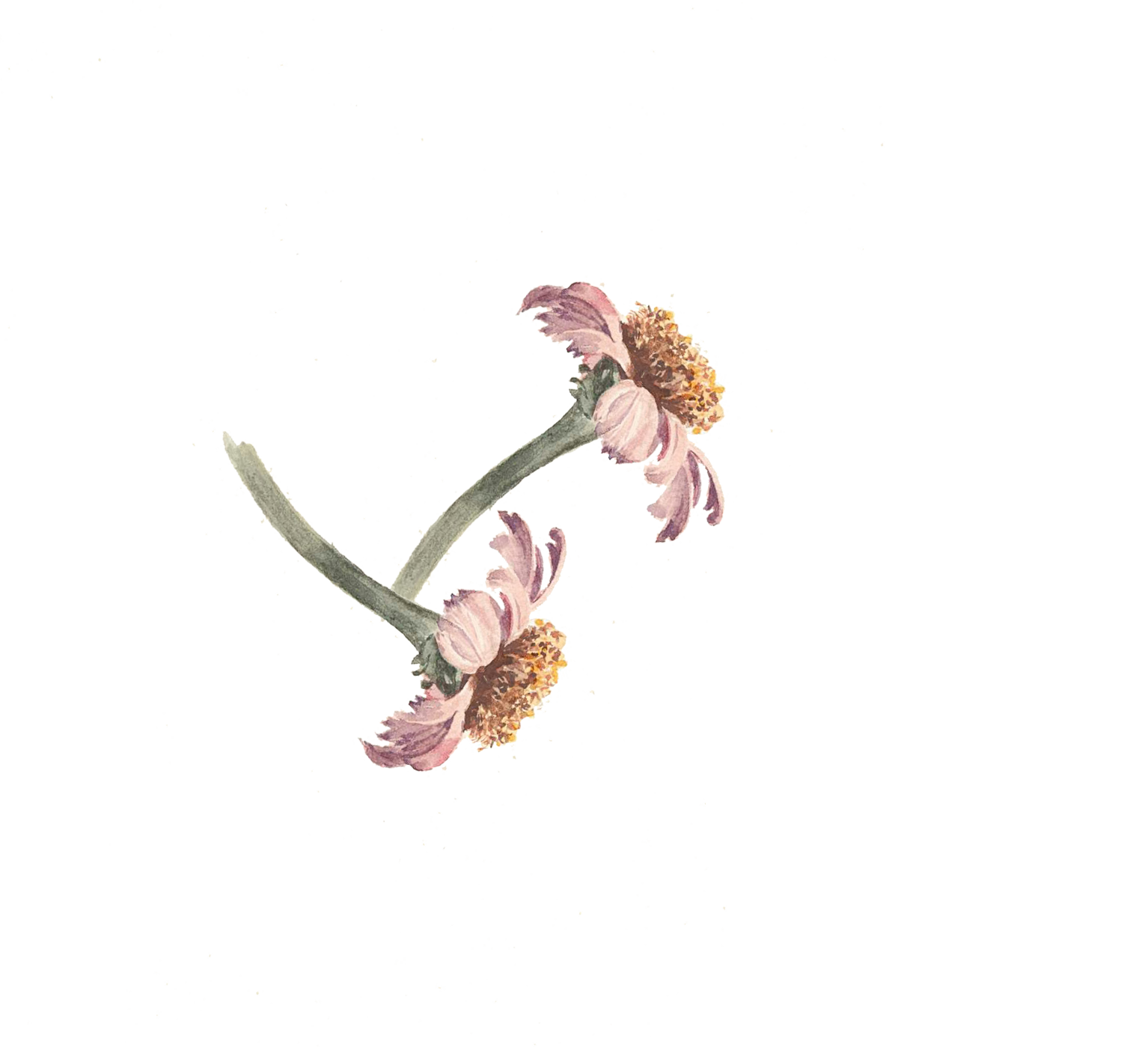 A watercolor painting of a single pink flower with dried petals, yellow stamen, and gray stem, set against a light background.