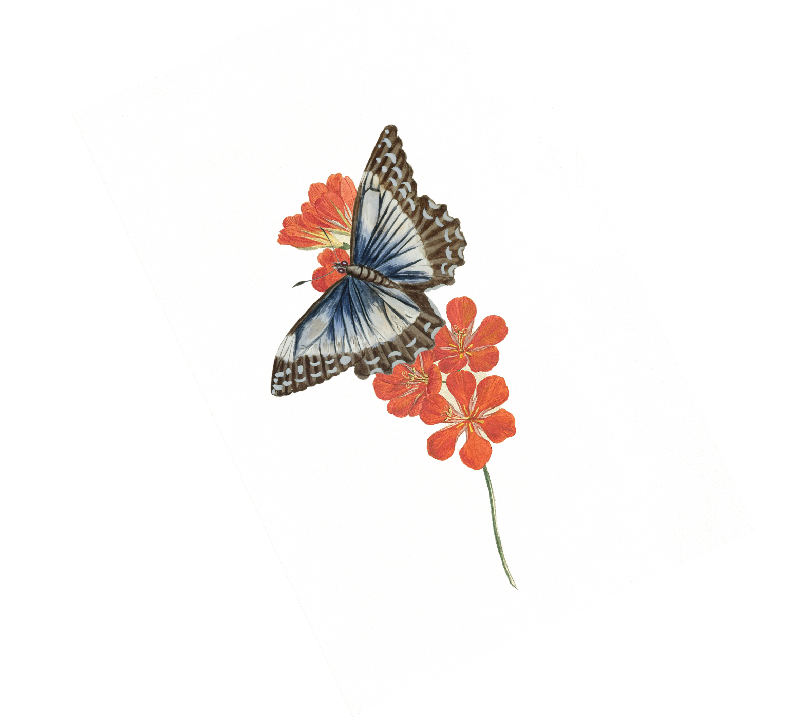 victorian book illustration of butterfly and flower
