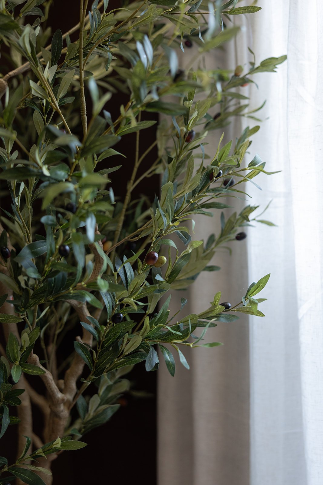 Olive tree with green leaves and small dark olives near a white curtain.