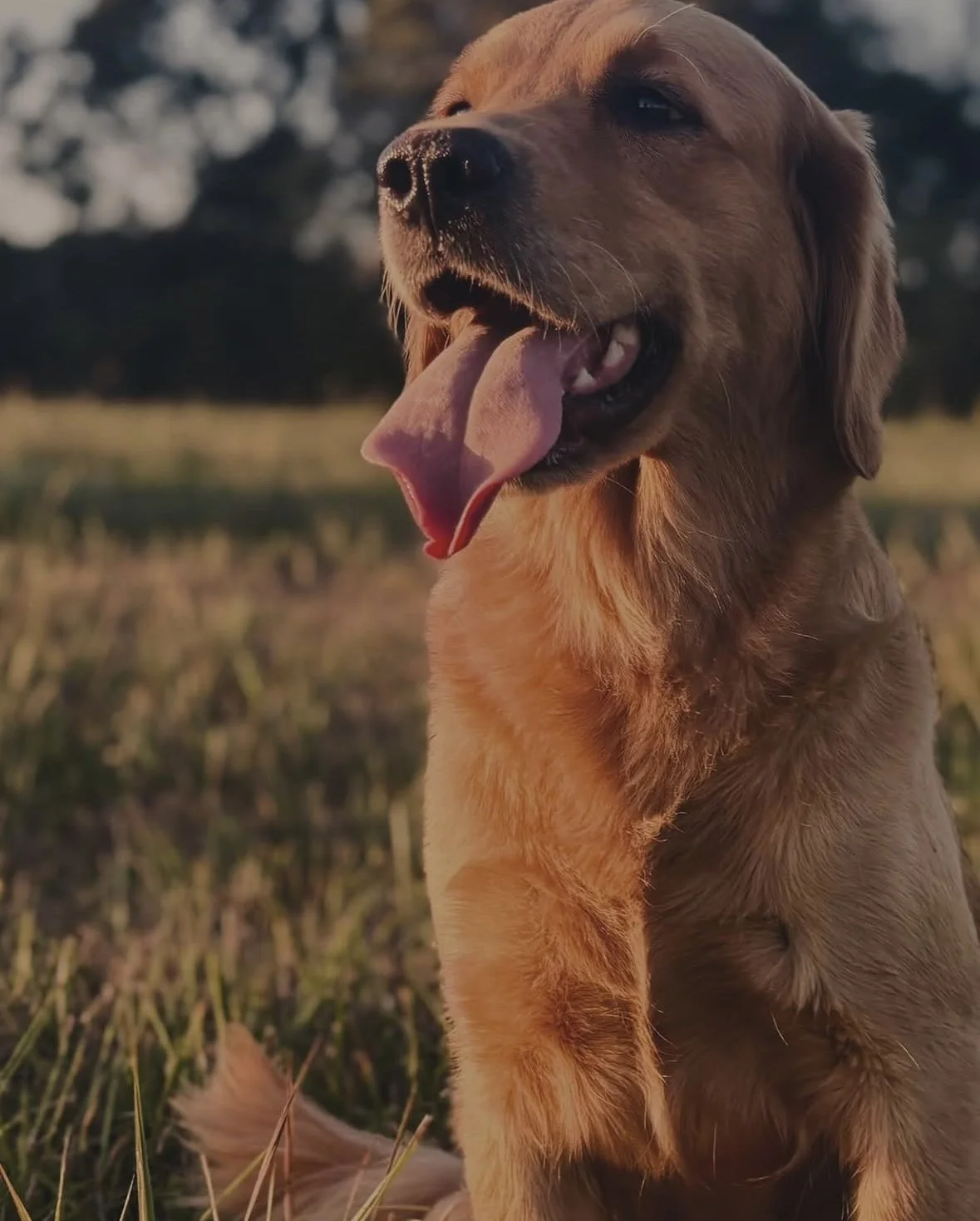 A happy Golden Retriever sitting on the grass in a field during sunset, with its tongue out and eyes slightly closed.