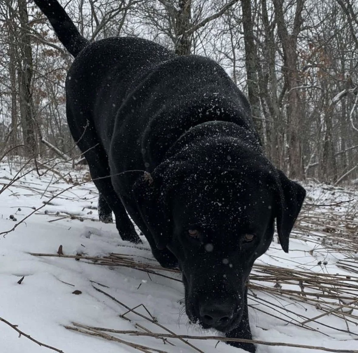 A black dog walking in the snow-covered woods, with snow on its fur and surrounding branches.