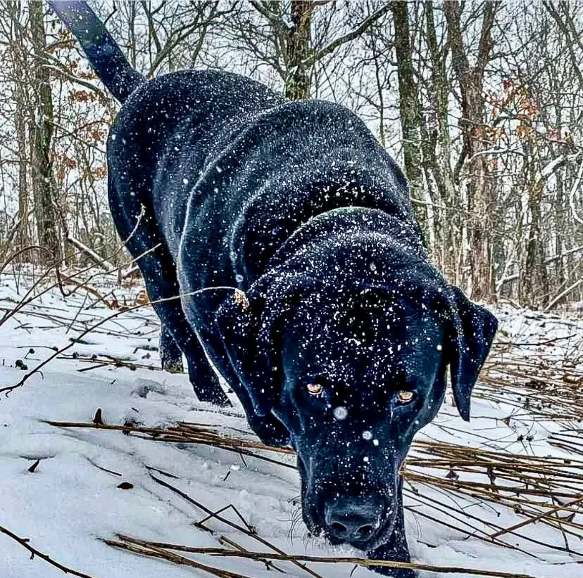 A black dog with snow on its fur walking through a snowy forest.