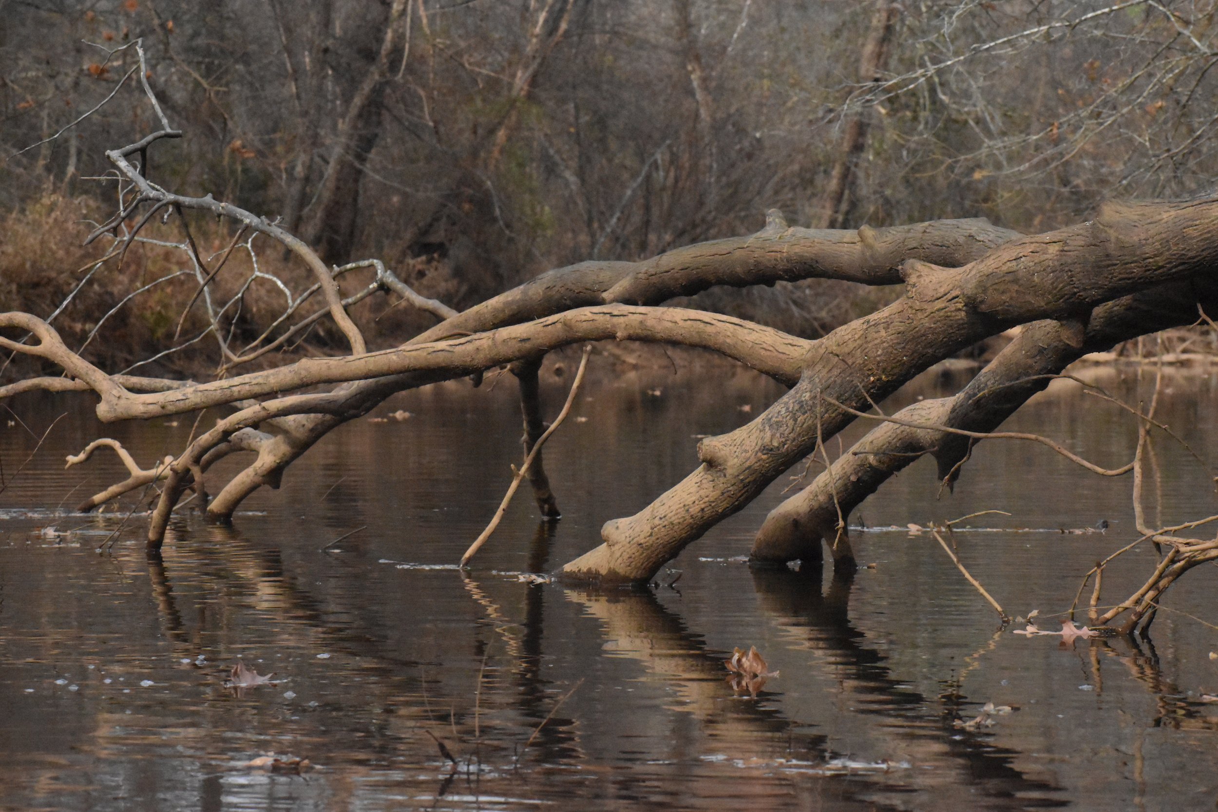 Internal Family Systems (IFS) Therapy Explained: A Beginner’s Guide