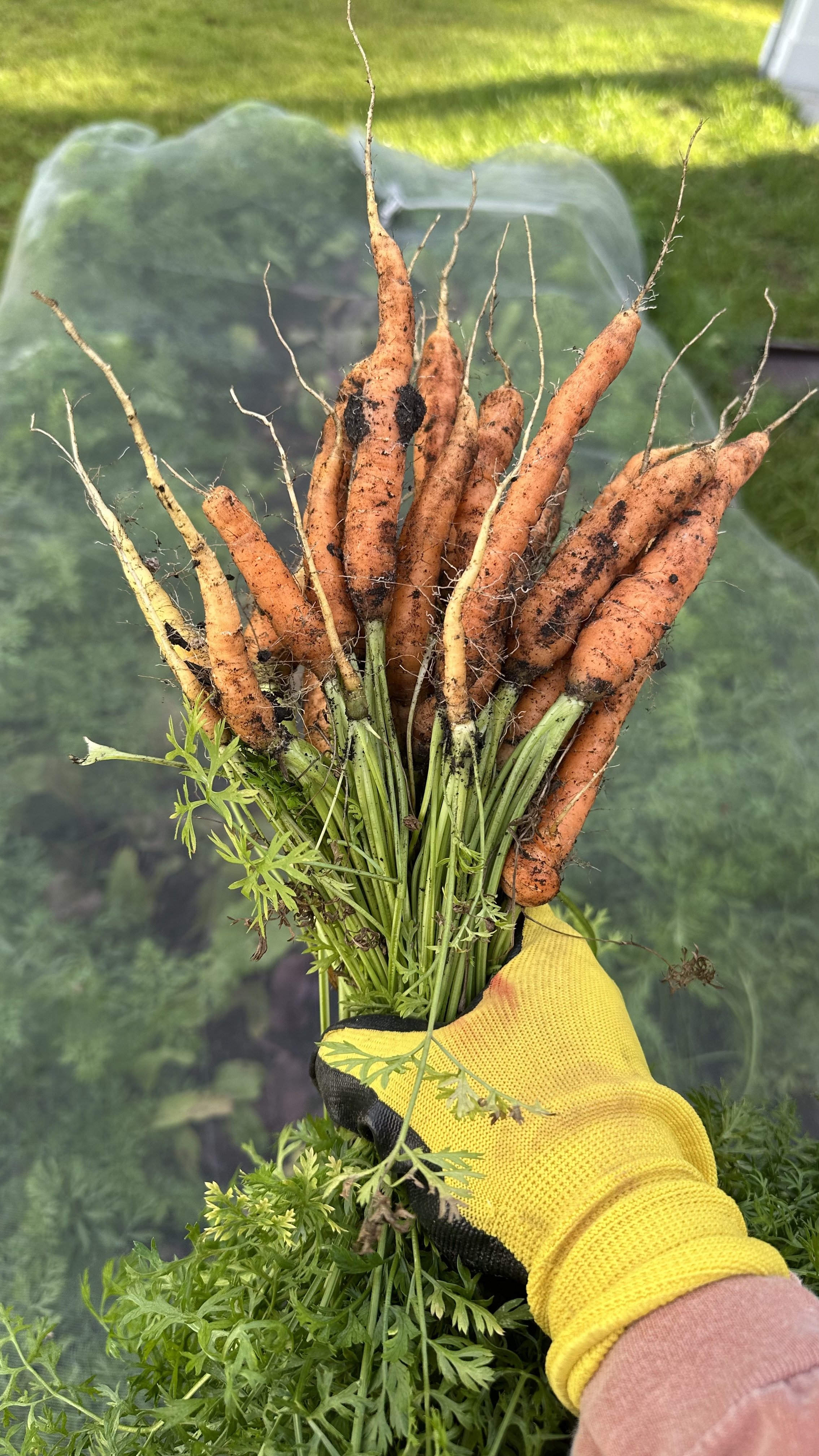 A gloved hand holding freshly harvested carrots with dirt on them and green carrot tops. The background shows a grassy area.