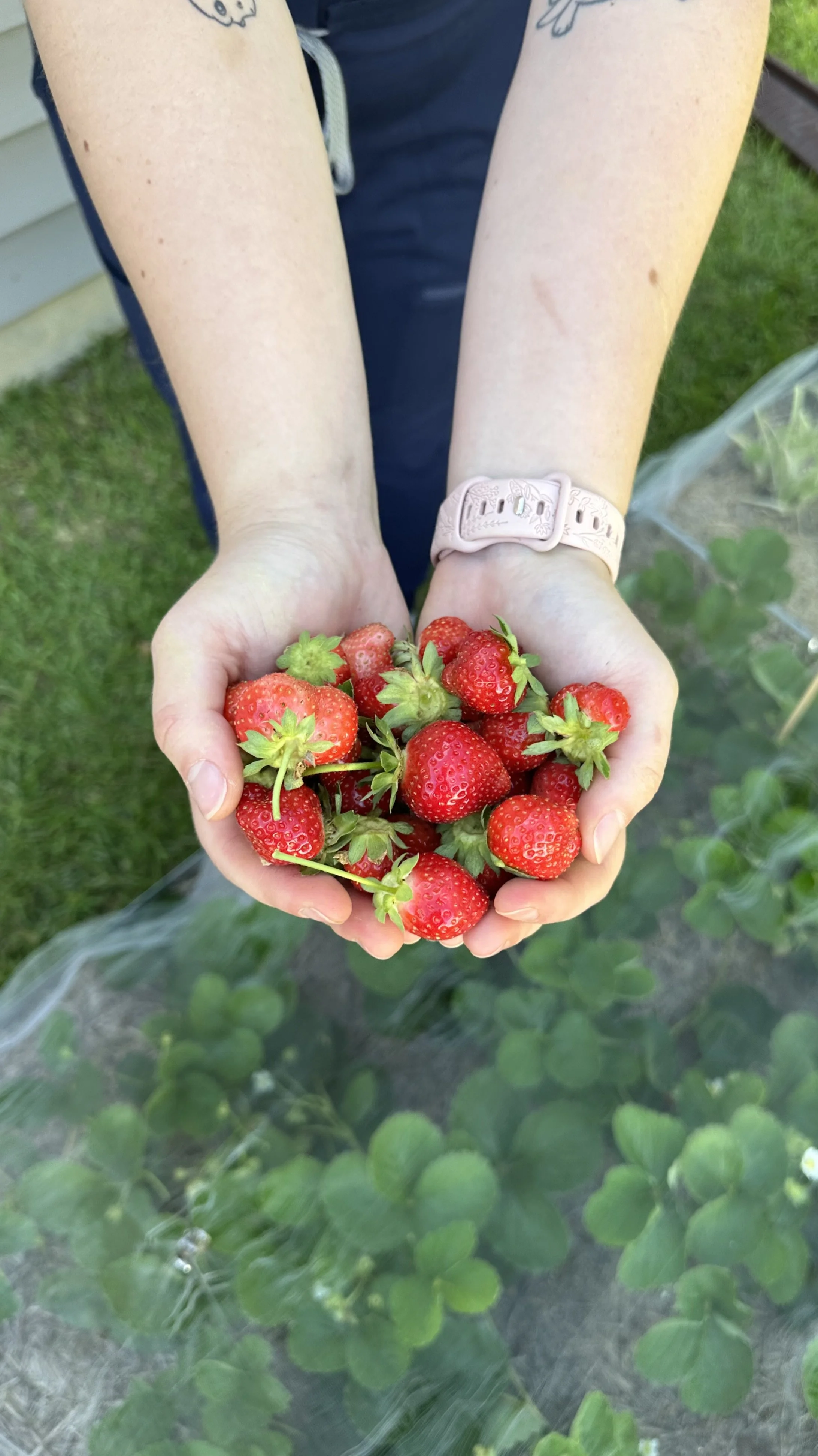A person holding a handful of ripe red strawberries in a garden.