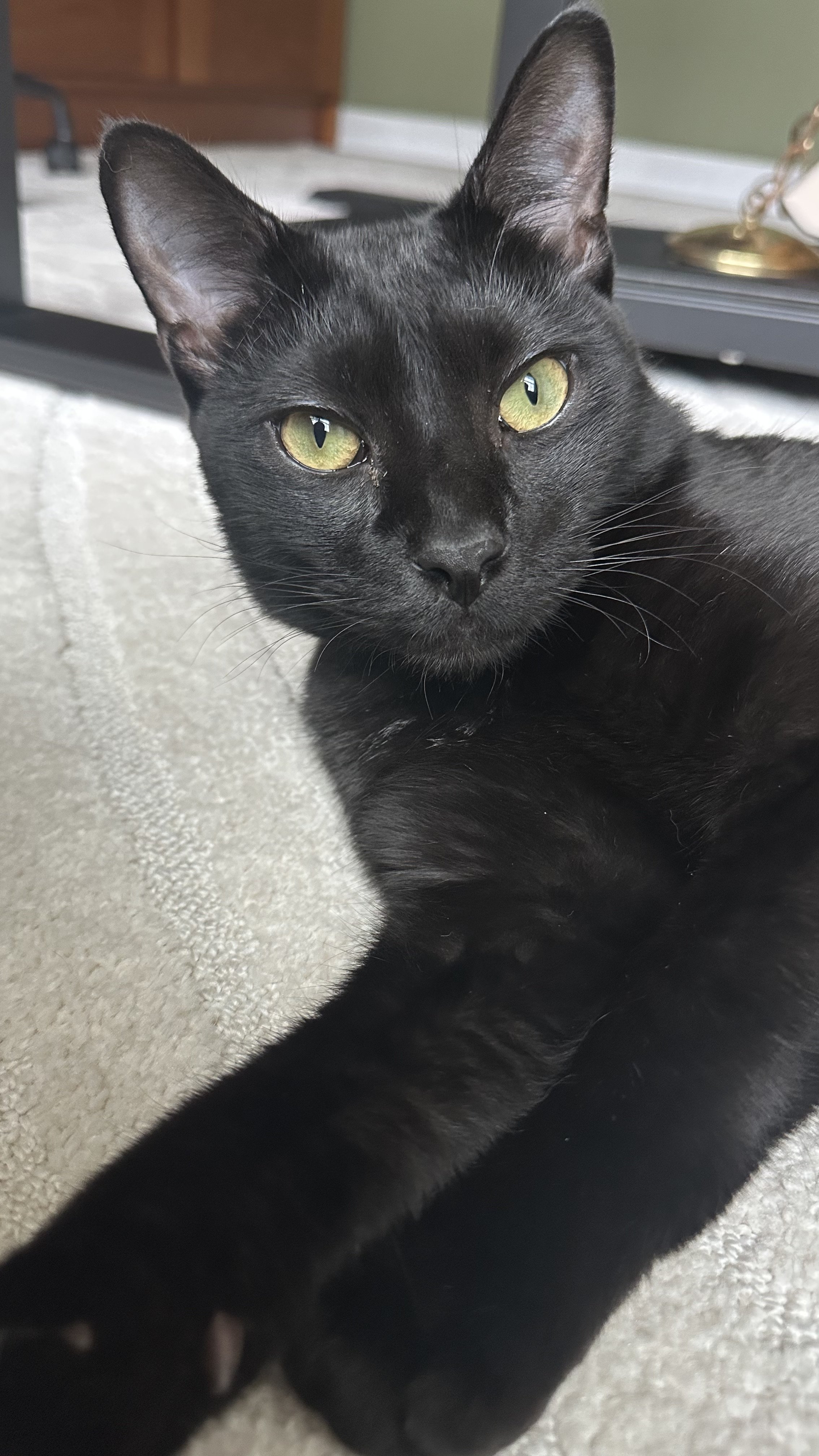 Close-up of a black cat lying on a light-colored carpet looking at the camera with green eyes.