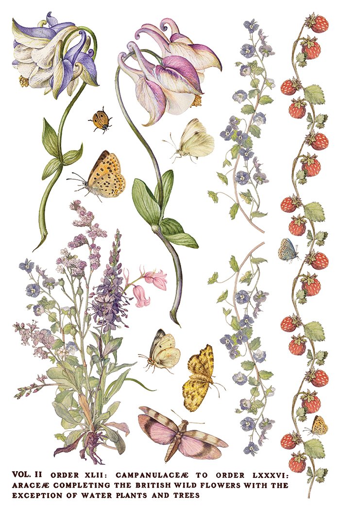 IOD-TRA-PRM Primrose Isle artwork page 3 small.jpg