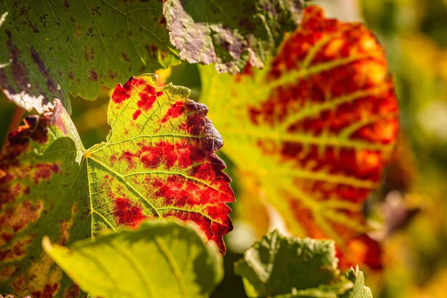 Autumn-grapevines-with-red-leaves.jpg