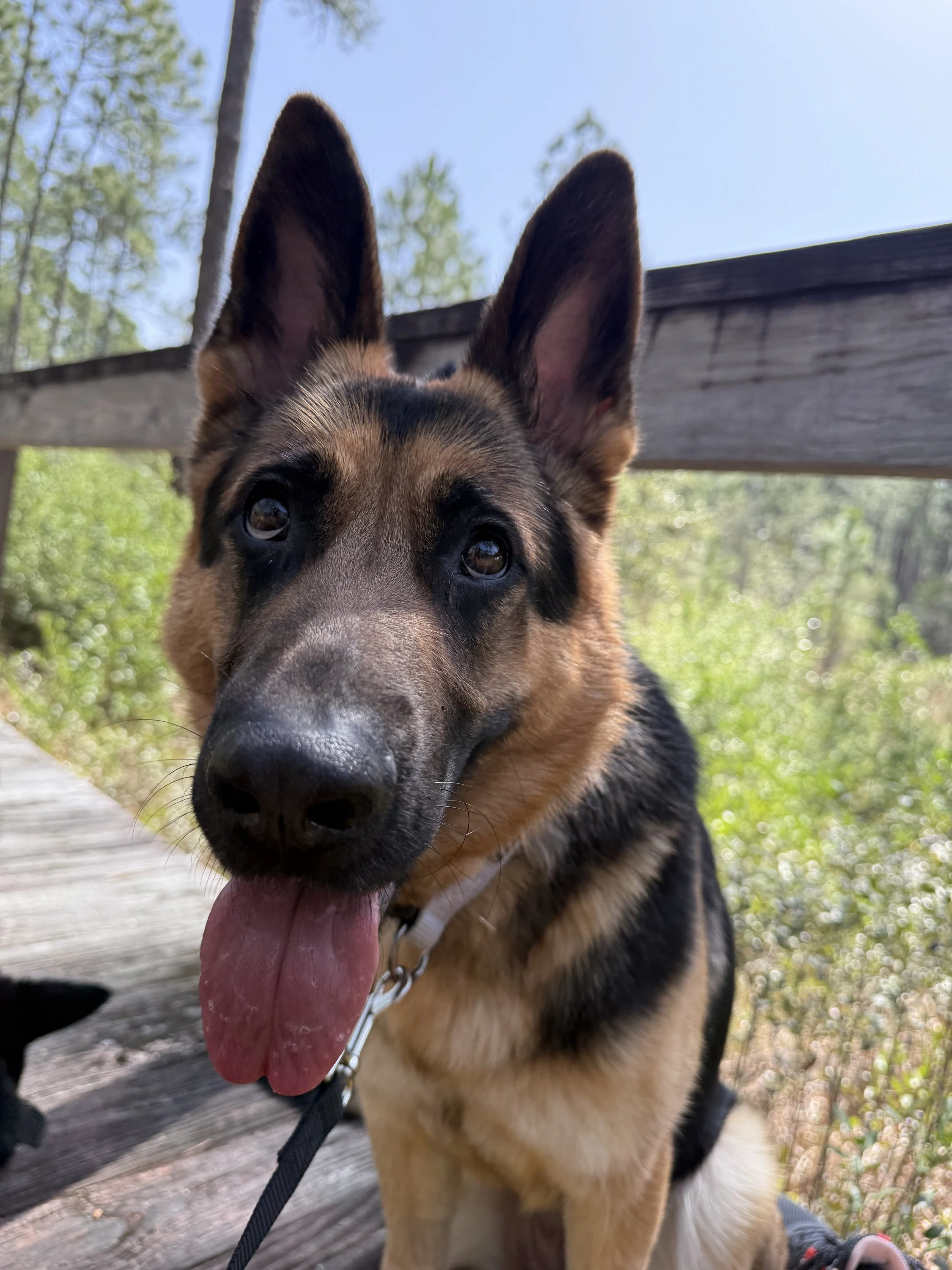 Close-up of a young German Shepherd dog with its tongue out, sitting outdoors on a wooden trail with greenery and a blue sky in the background.