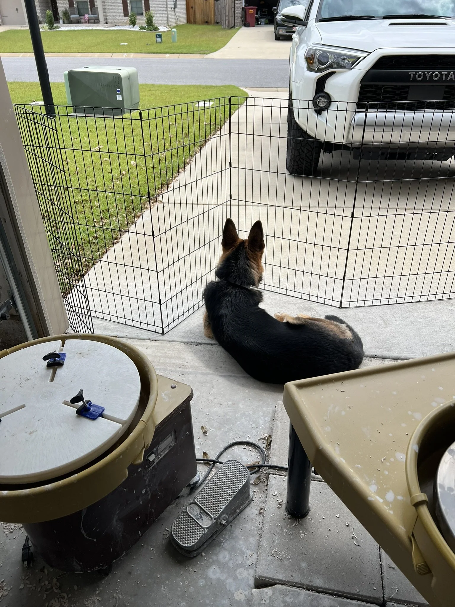 A black and tan dog lying on a concrete floor, inside a fenced area, looking out at a driveway.