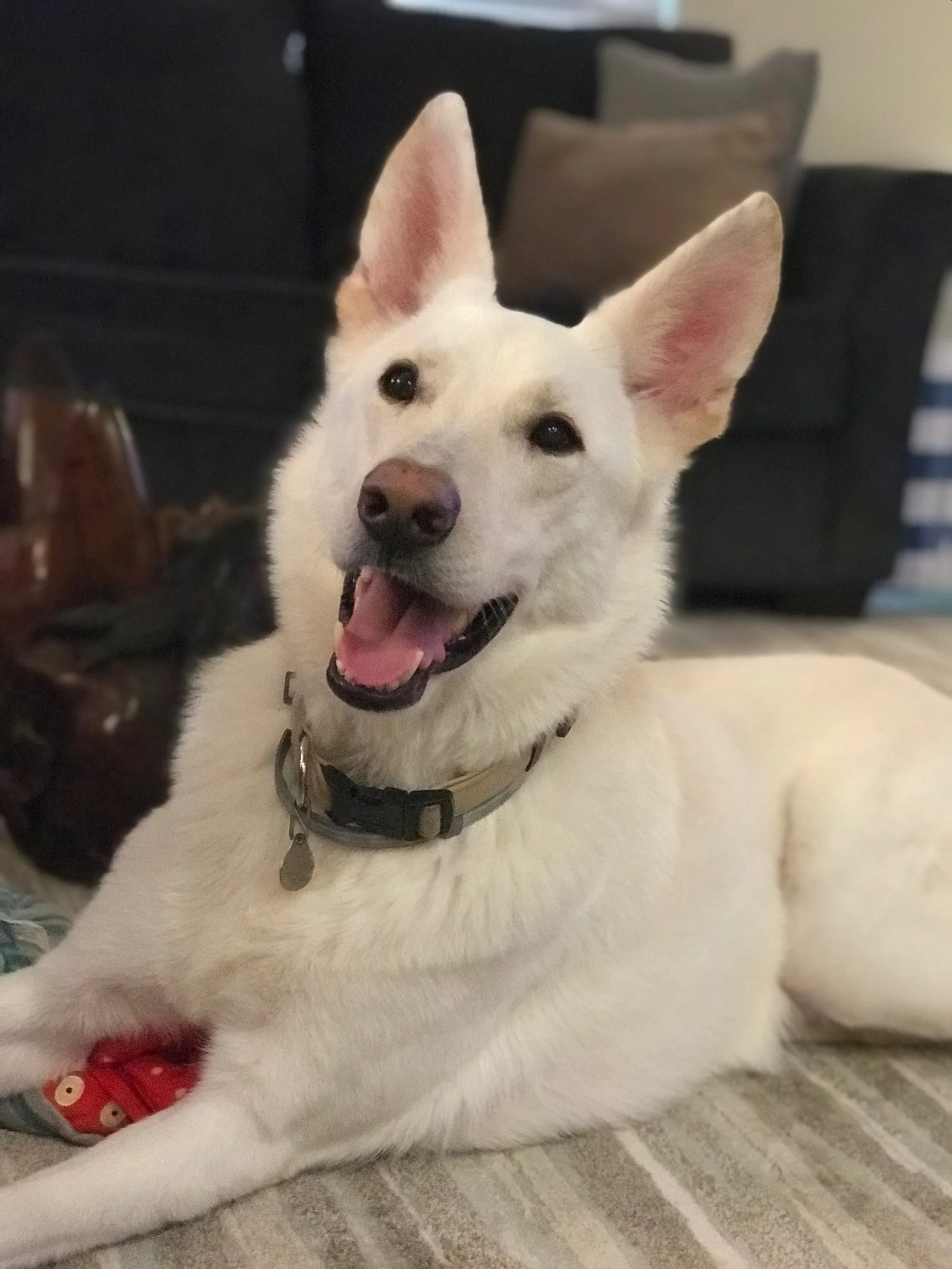 A happy white dog with large ears lying on a carpeted floor indoors, with a black couch and cushions in the background.