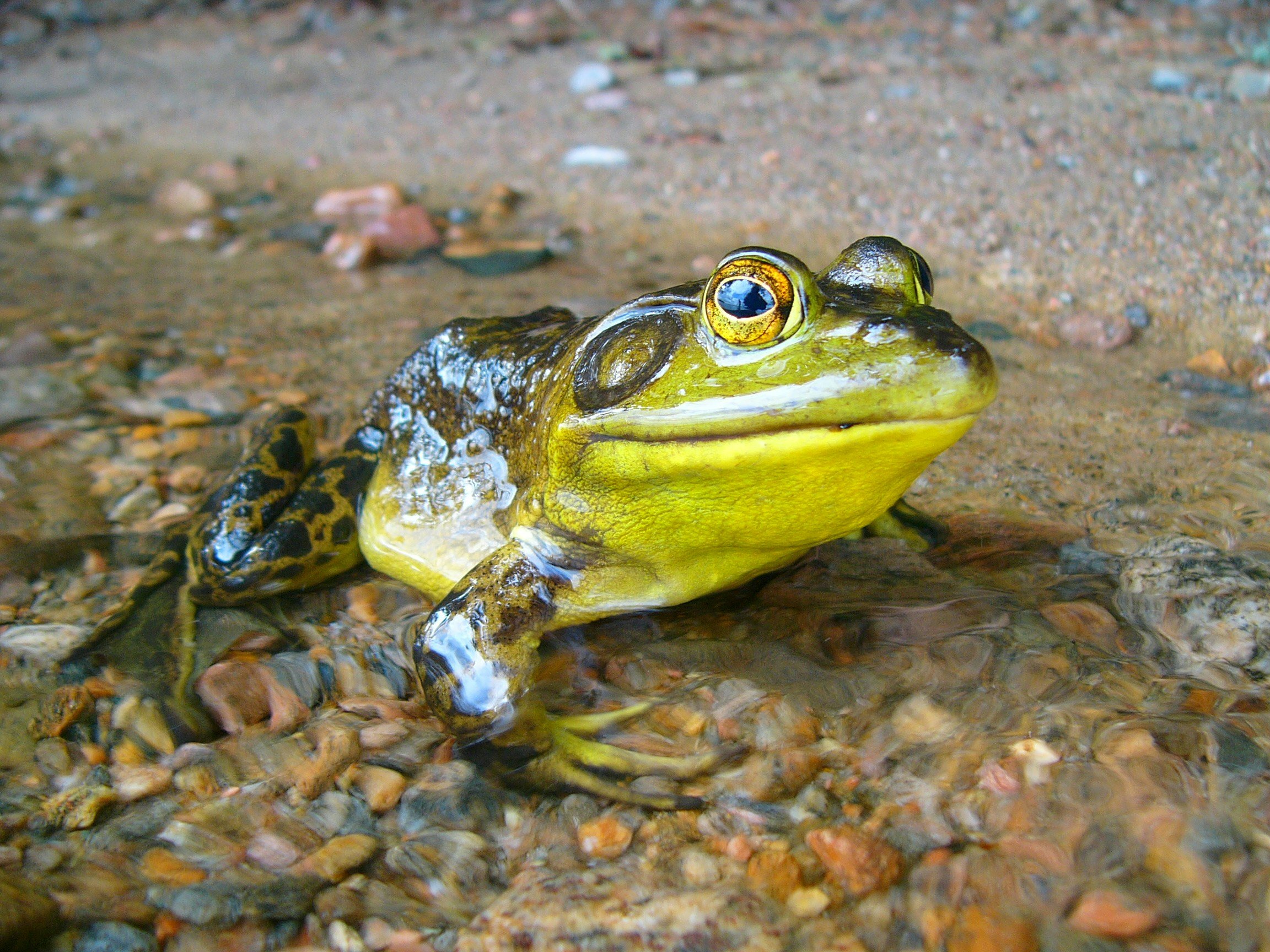 Close-up of a frog partially submerged in shallow water on a sandy riverbank with small rocks.