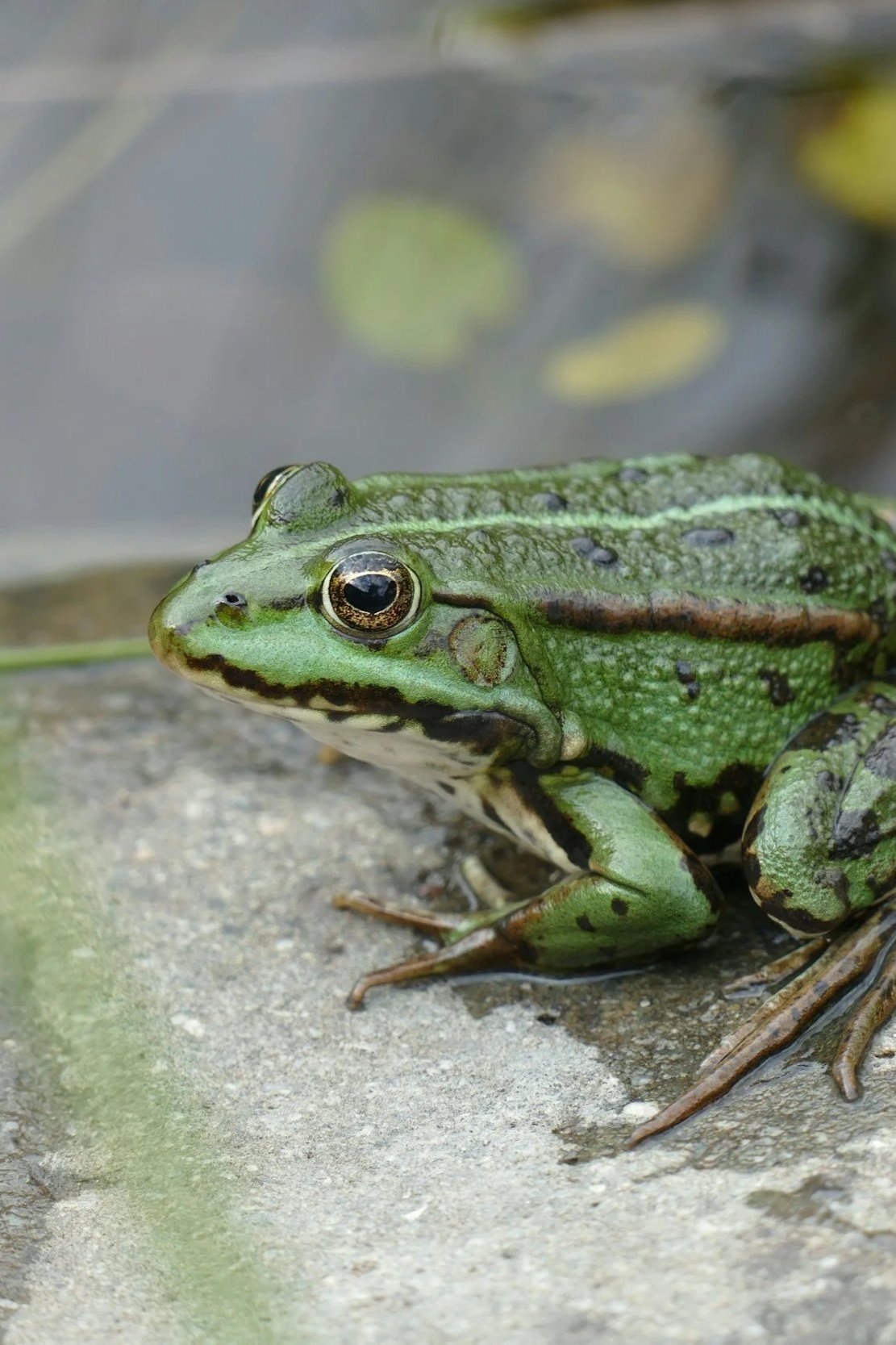 frog spirit symbolism, frog energy, spiritual transformation, self healing, gemstone healing, Spirited Frog