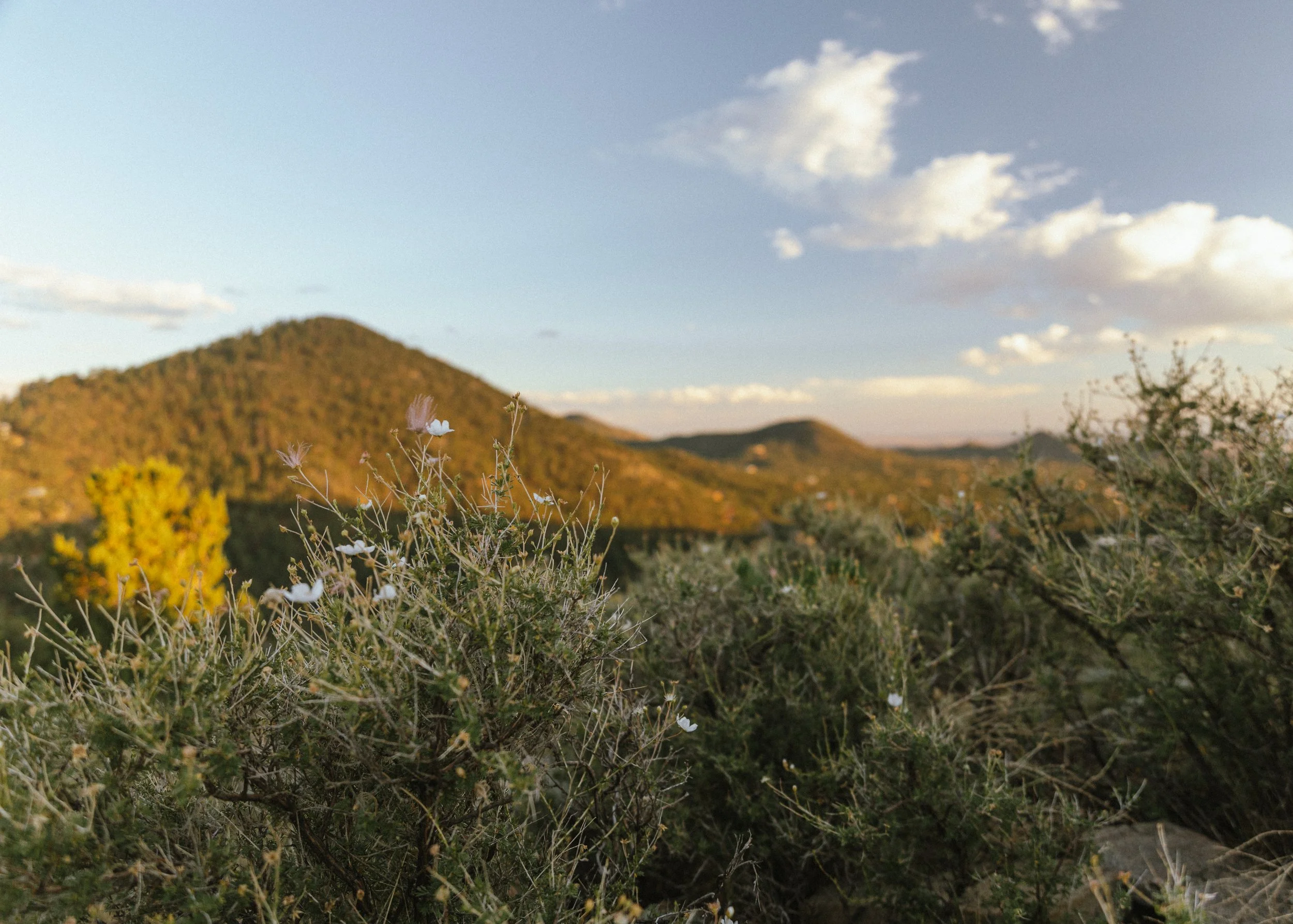 Desert landscape with shrubs and small white flowers in the foreground, rolling hills in the background, and a partly cloudy sky.