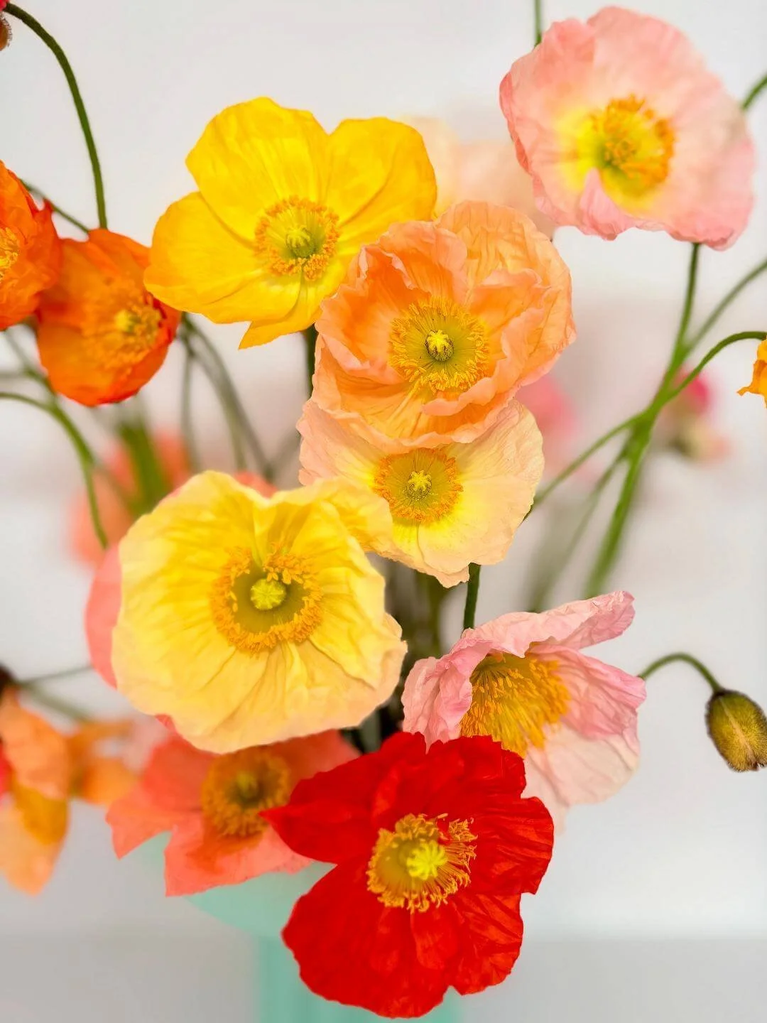 close up of red and orange poppies blossom and blaze floral