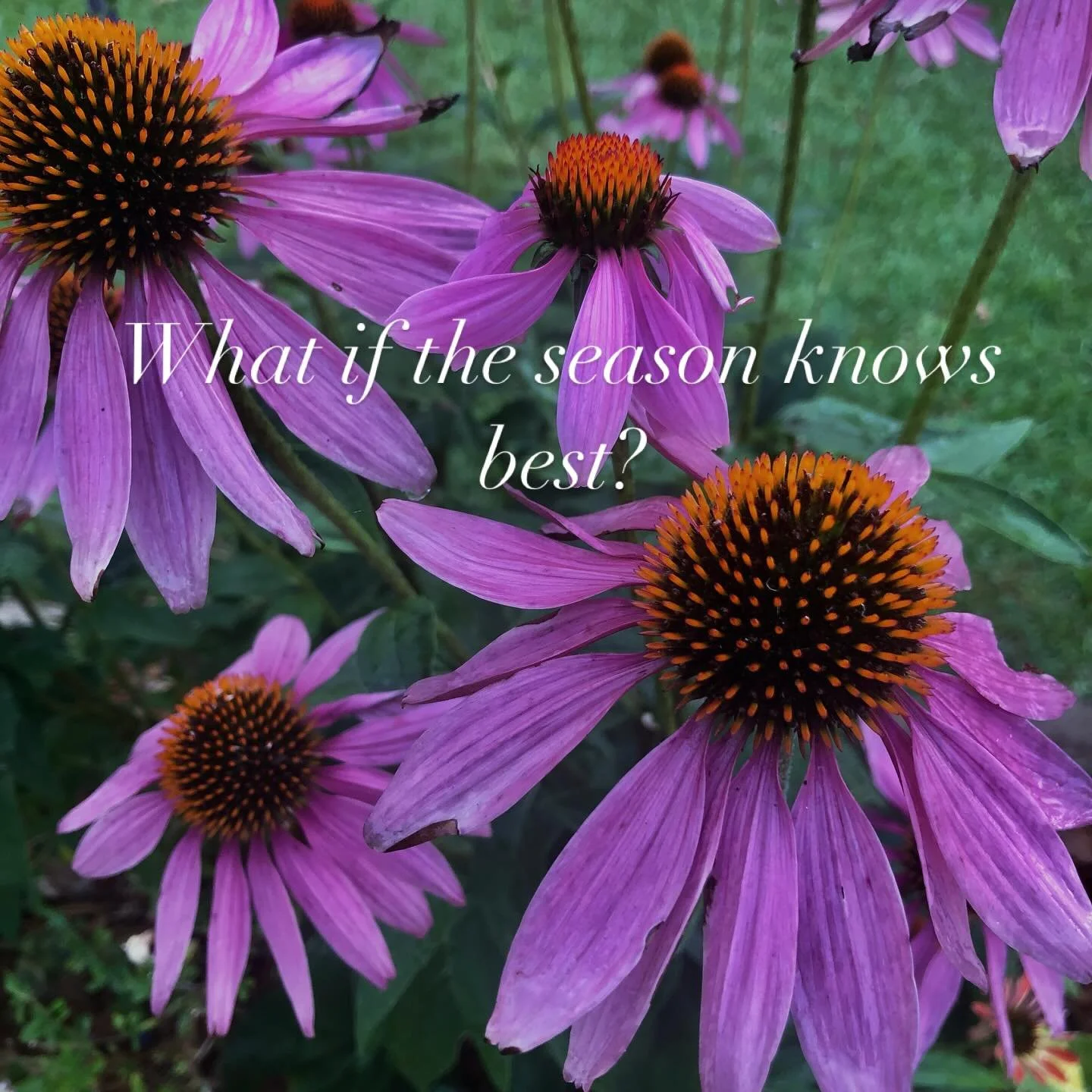 Flowers don&rsquo;t rush.

They arrive when they&rsquo;re ready.

Seasonal blooms carry the rhythm of the land - short-lived, fleeting, and all the more beautiful for it. 

When we work with what&rsquo;s in season, we&rsquo;re not limiting creativity