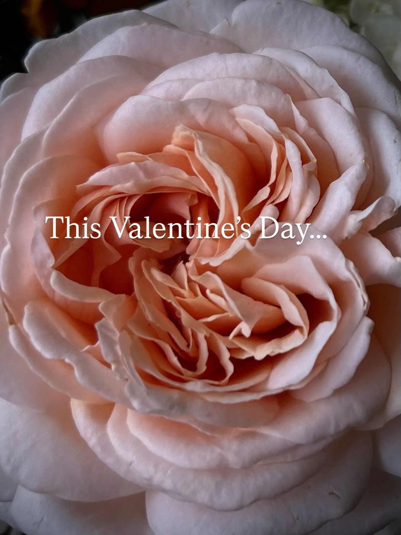 This Valentine&rsquo;s Day give yourself the space and time to enjoy your flowers. 

It doesn&rsquo;t have to be a last minute thing. It doesn&rsquo;t have to be the same as everyone else. 

I have opened up preorders now. So, you have time to make s