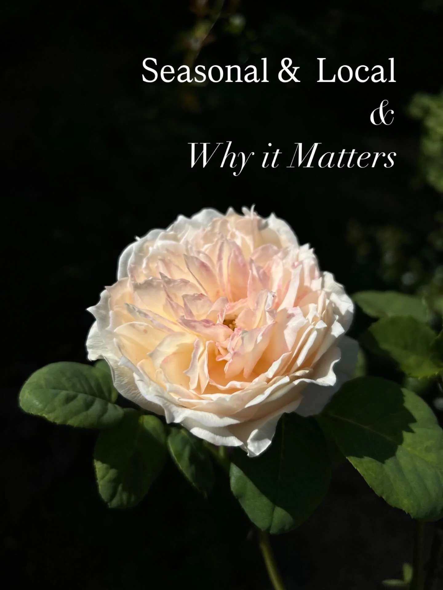 All the reasons. Because we deserve to be surrounded by beauty. And, it can be done without harm to the earth or our health. 
.
.
.
.
#seasonaflowers #localflowers #sustainablefloristry #blossomandblaze_floral #localflorist