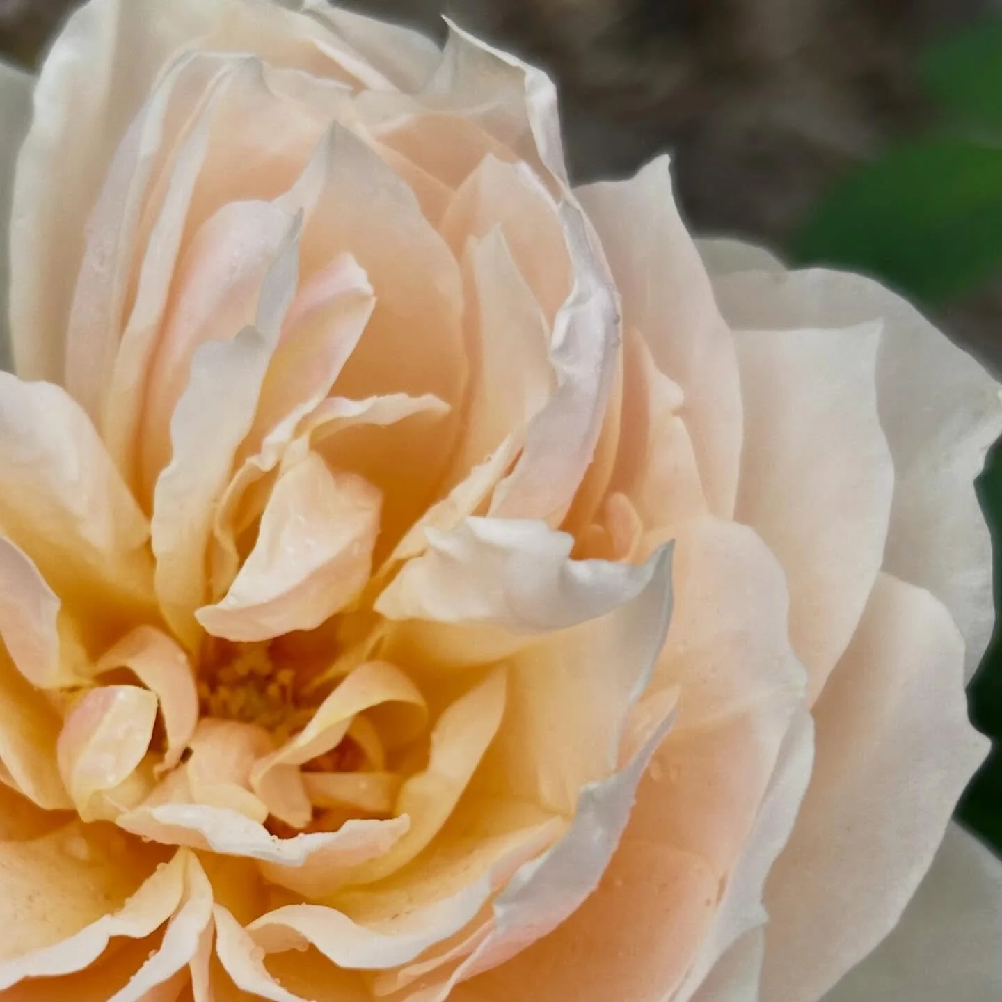 Something beautiful is blooming&hellip;

A special Mother&rsquo;s Day collaboration with another local business that brings together the beauty of seasonal florals with thoughtfully curated luxury. 

Designed for mums who deserve to feel celebrated, 