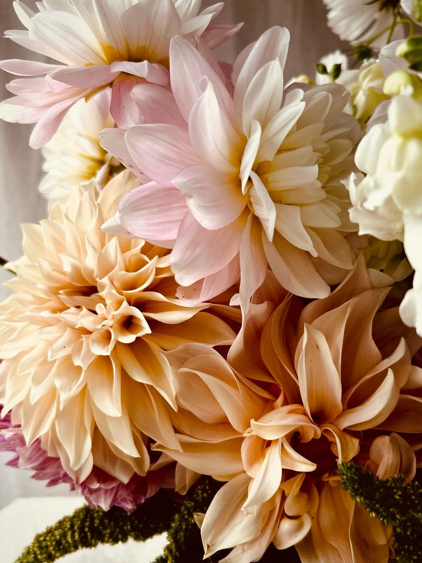 Just because.

We all need a little beauty, and especially the slightly curled, wayward loveliness of those dahlia petals who are wild and free.

Beauty doesn&rsquo;t mean perfection. It&rsquo;s about the feeling, the impact and the unwavering sense 