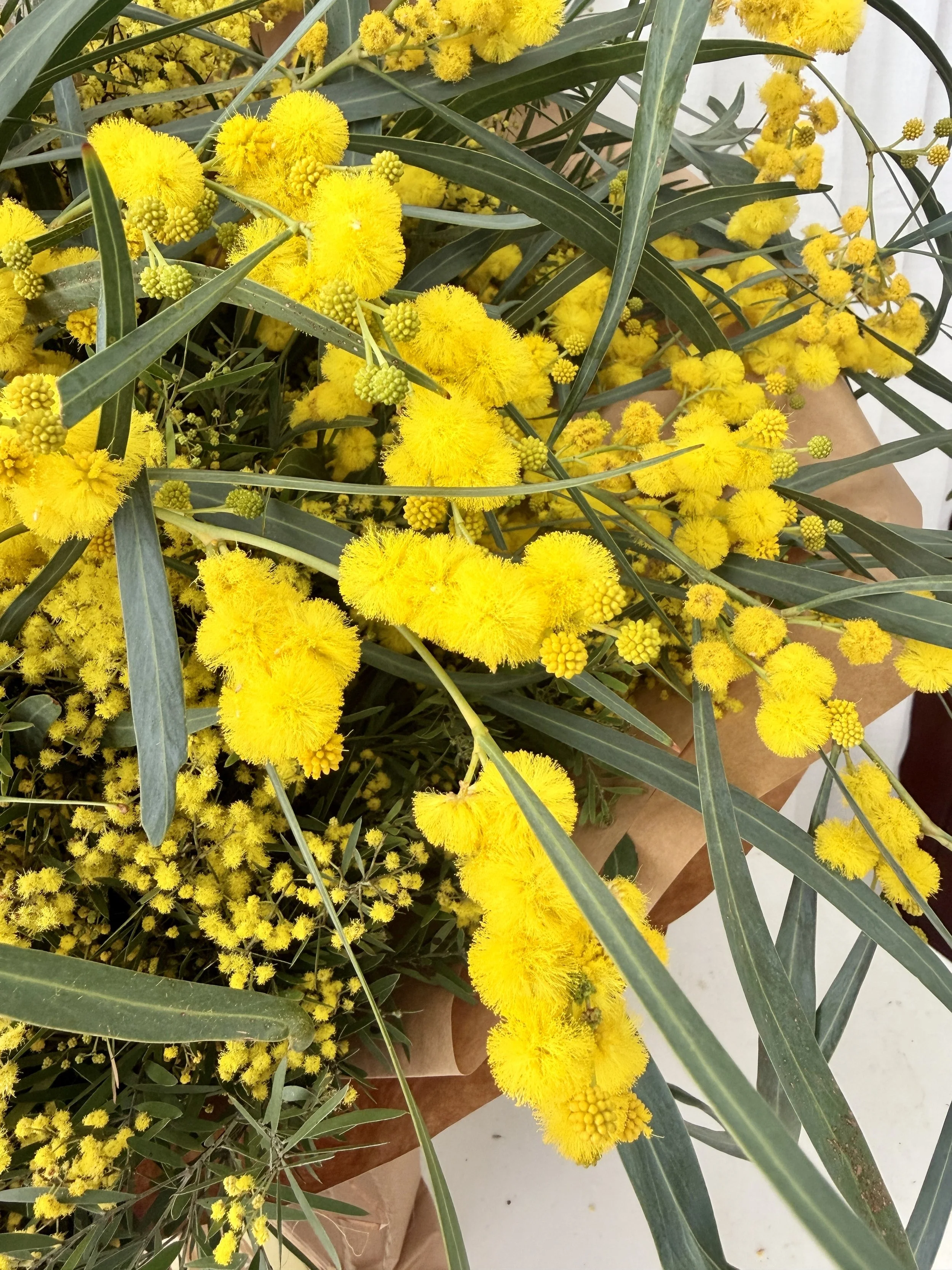 Wattle