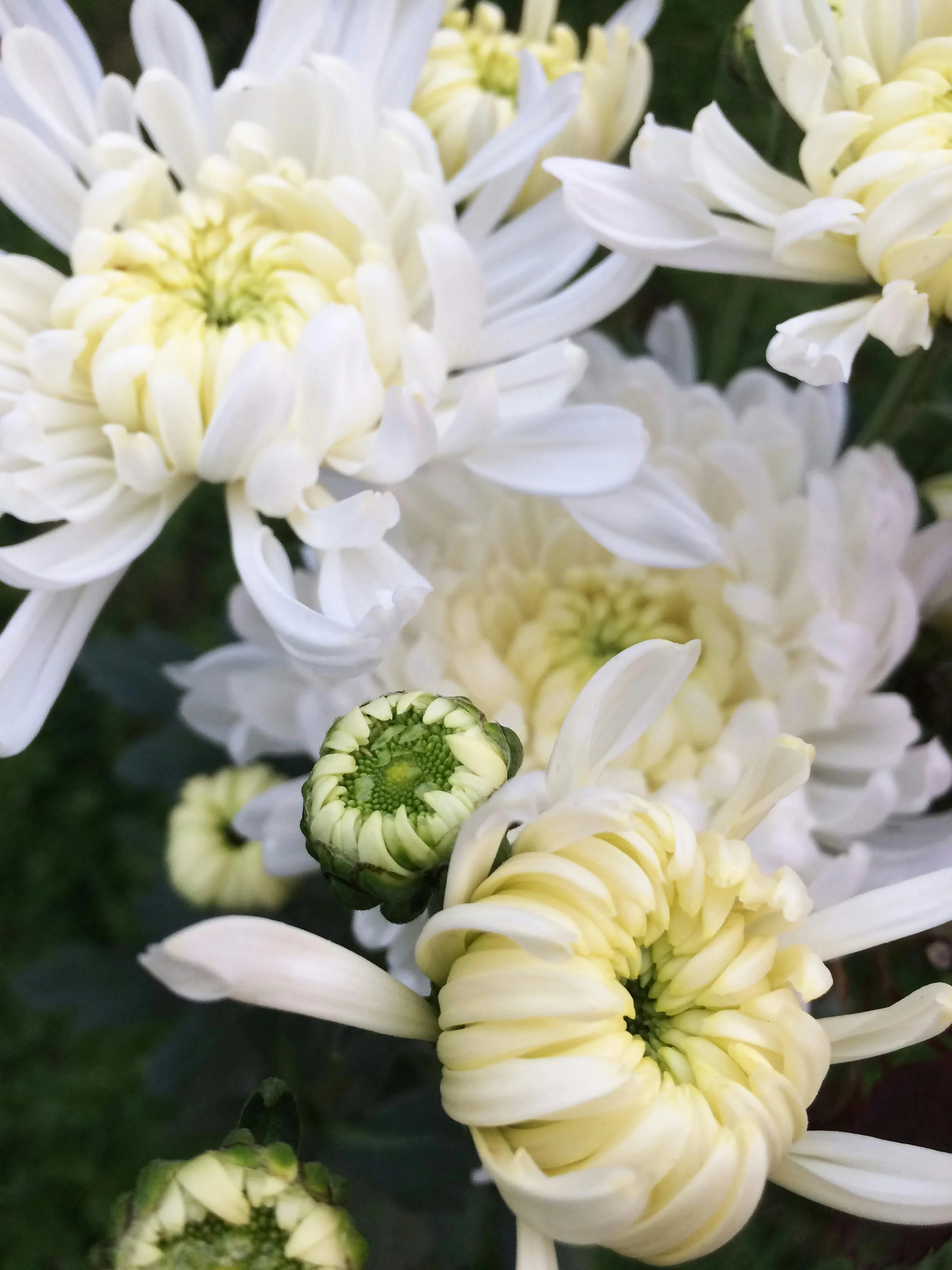 heirloom-chrysanthemums.jpg