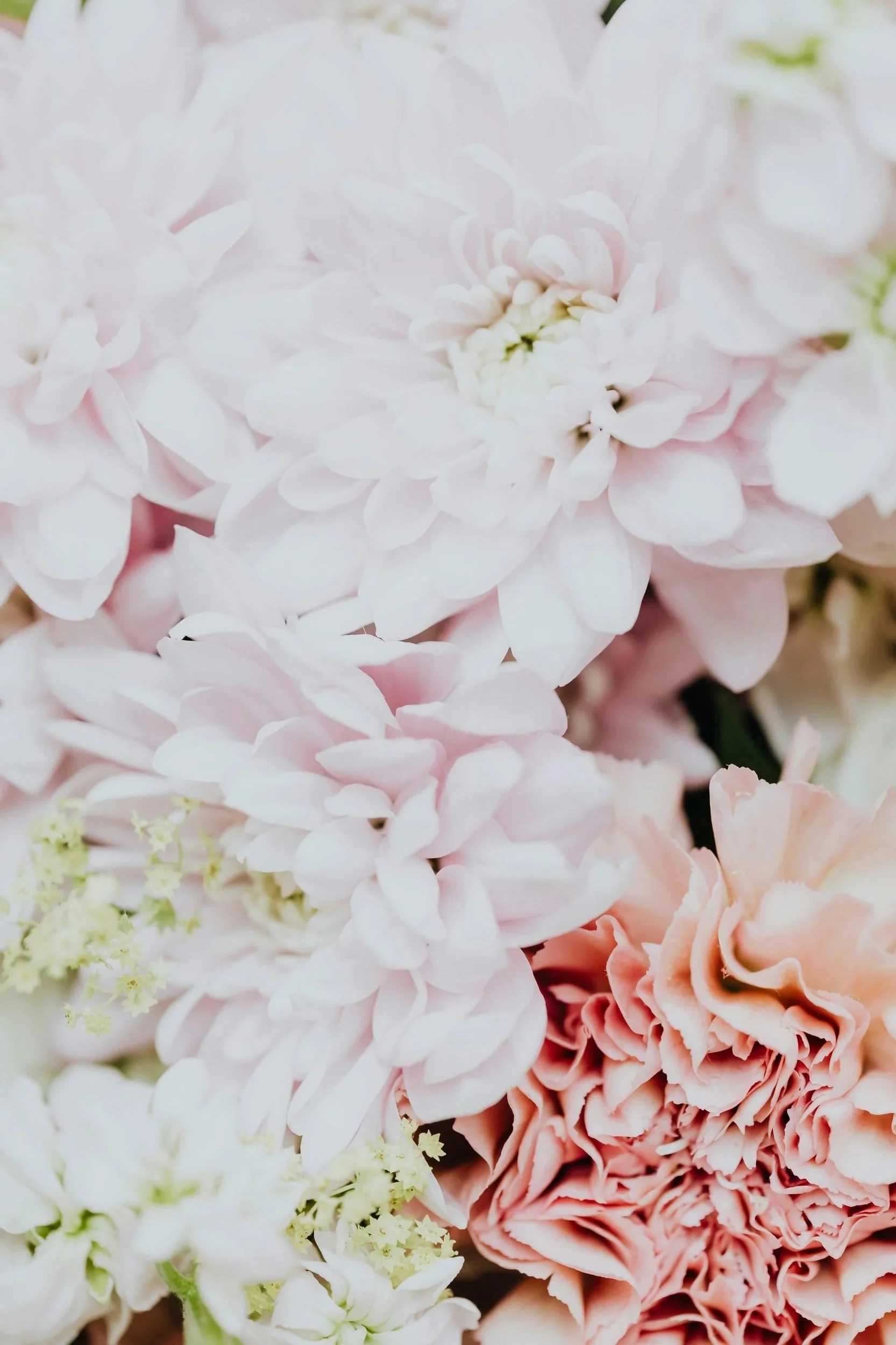 Close-up of pale pink and white flowers, including dahlias and carnations.