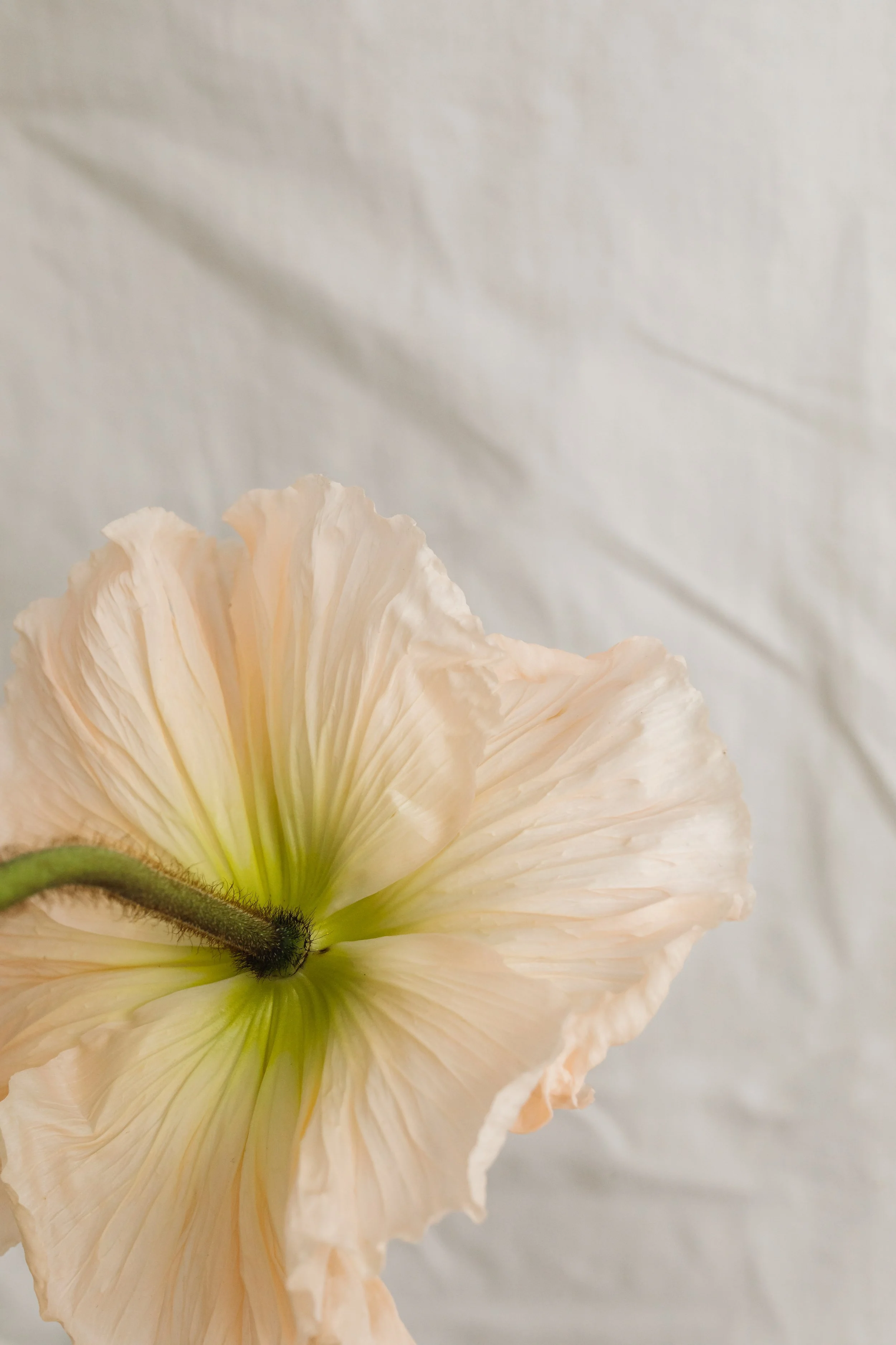 kaboompics_minimalist-flower-backgrounds-floral-compositions-white-fabric-abstract-30307.jpg