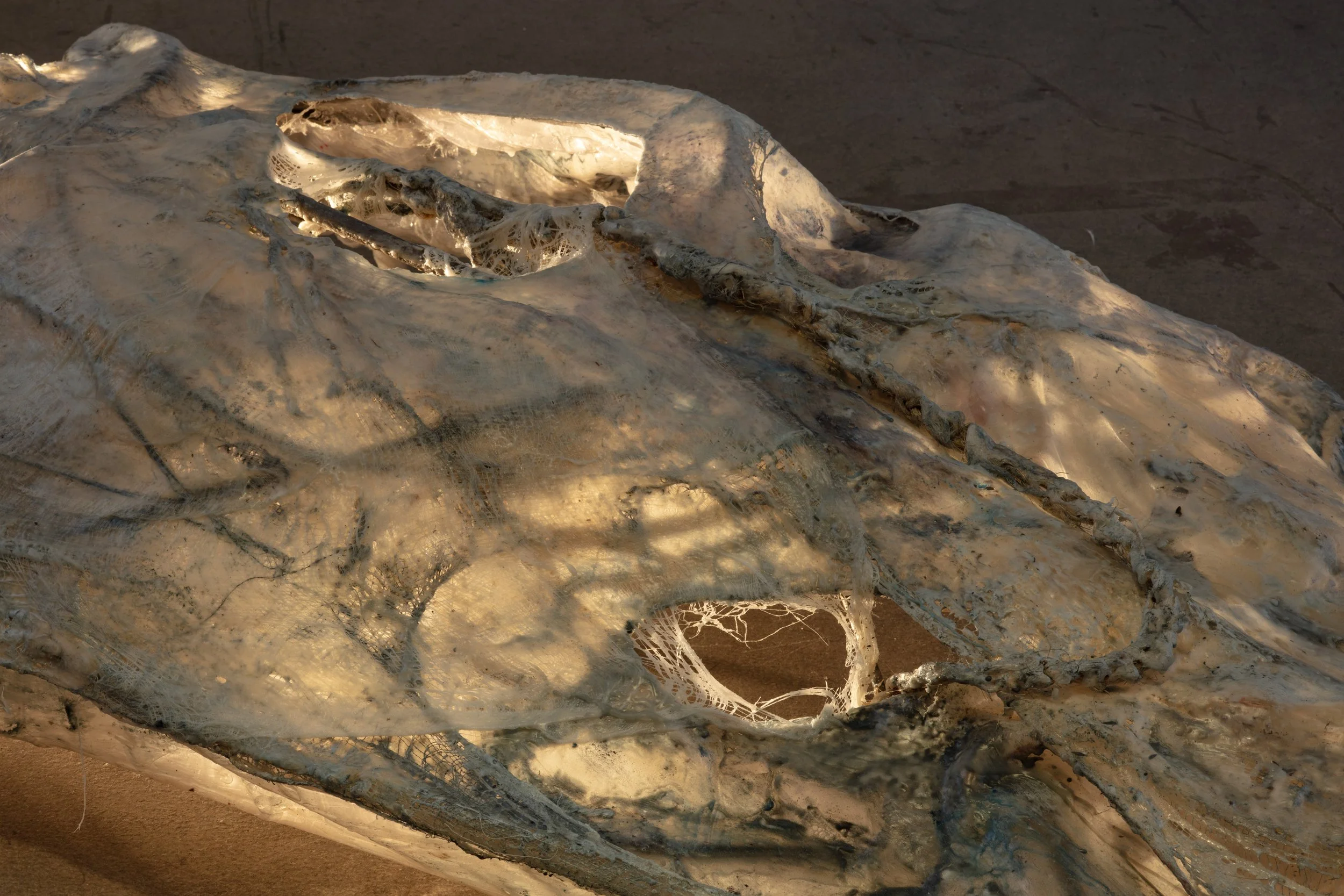 Close-up of a weathered animal skull, possibly a whale or large marine creature, partially buried in sand, with detailed bones and cavities visible in warm, natural lighting.