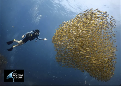Pourquoi Koh Tao est LE Spot pour Apprendre à Plonger (Et Pourquoi Koh Tao Scuba Club est top !) 🐠