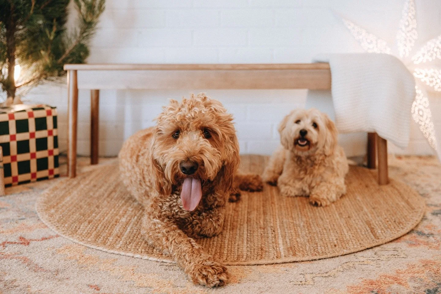 A massive shout out to @breannaaphotography for such a magical mini Christmas shoot on the weekend in the studio. The photos are back and are divine. 

So wonderful to have local talented facilitators and artists using Rise to share their work with t