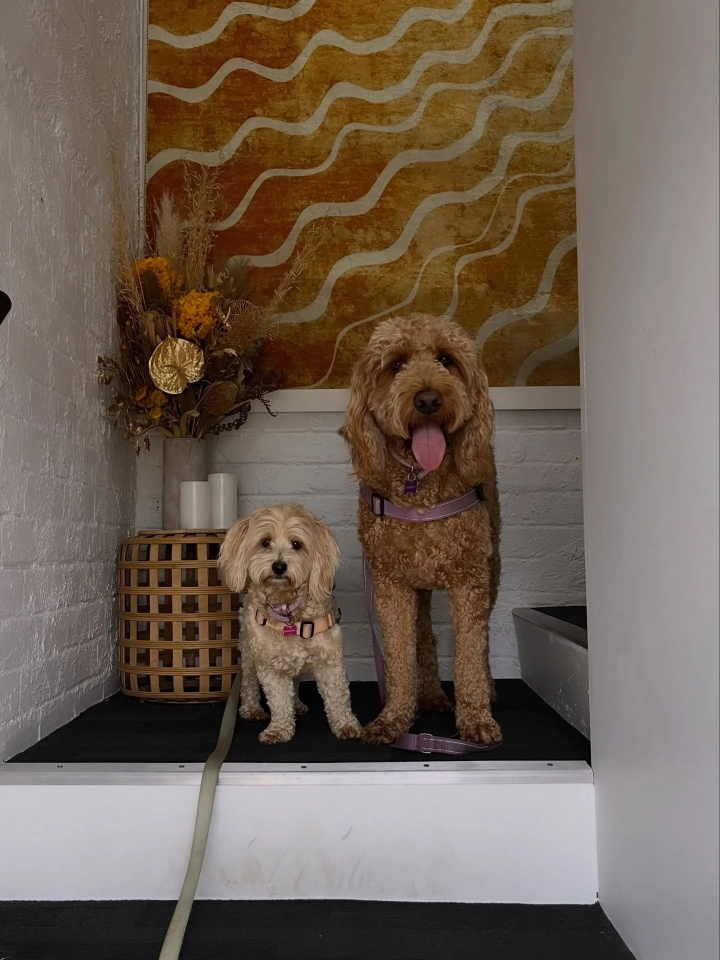 The doors are open&hellip; and the gym floor is officially yours 🥹

Our unsupervised all-access memberships are now live &mdash; giving you the freedom to train on your schedule, in your space, at your pace. Starting from just $25 a week.

And don&r