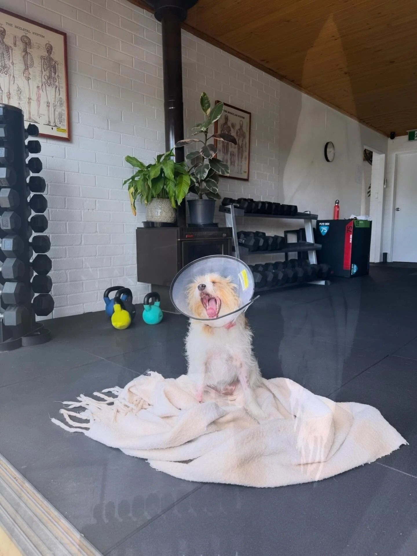 Three guaranteed ways to lower anxiety and start feeling amazing. 

⭐️ Do a workout 
⭐️ Pat a dog 
⭐️ Do a workout while patting a dog 🐶