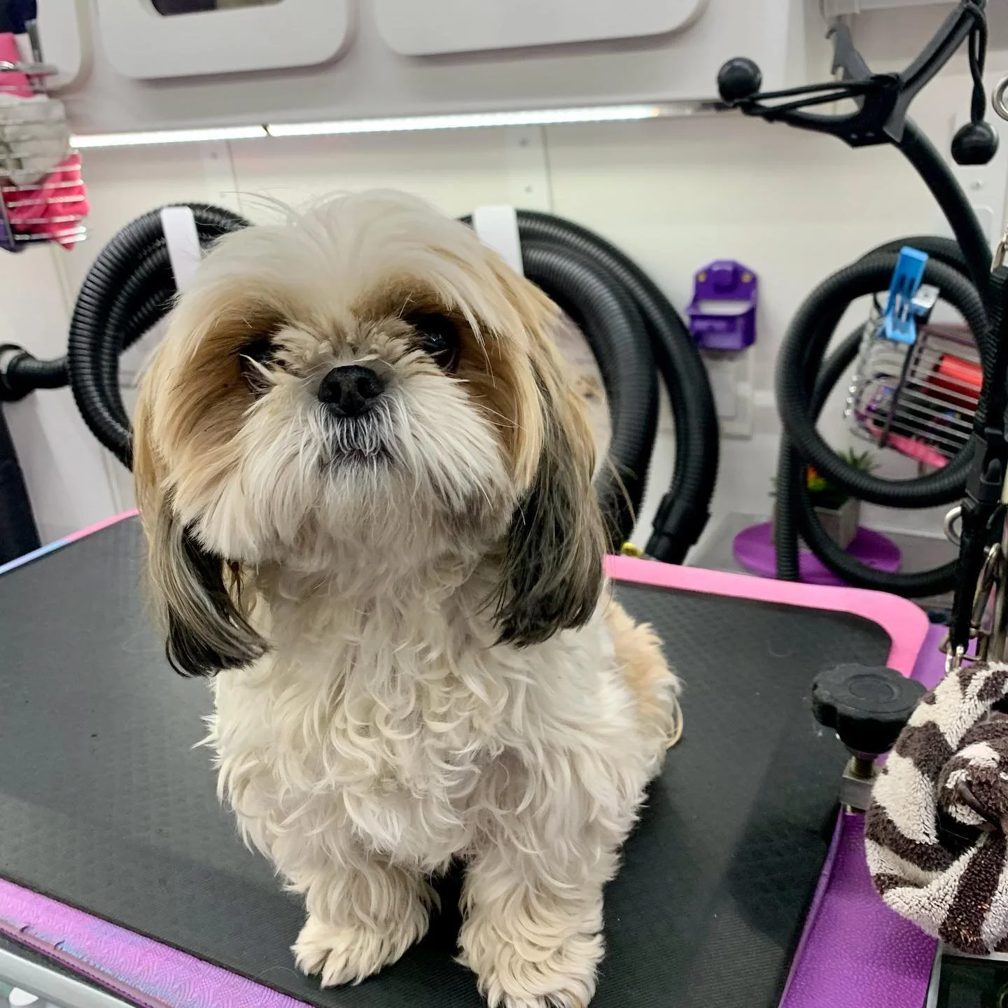 Please welcome Betsey to the Muddy Paws 🐾 Family 😍She&rsquo;s sweet &amp; a little sassy💕