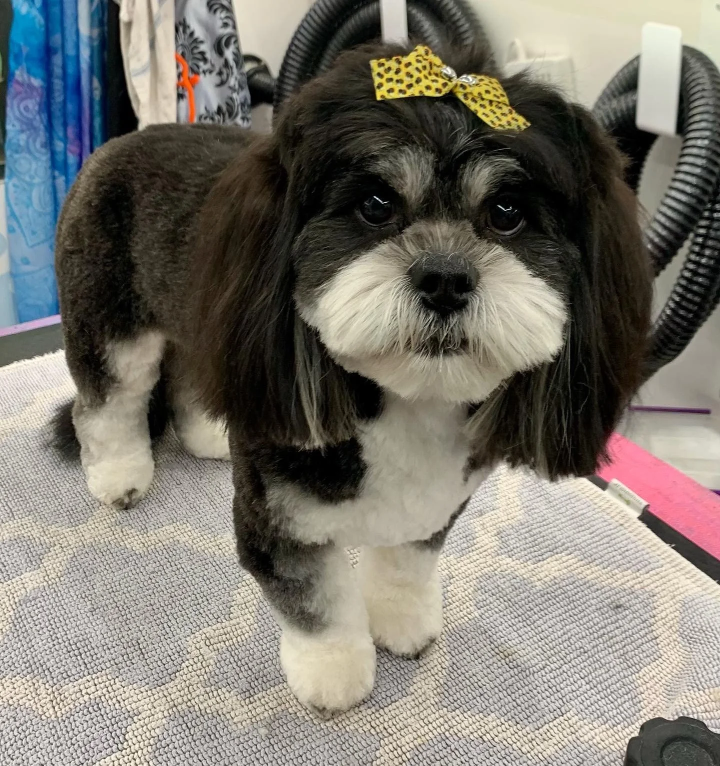 Charlie the #lhassaapso has one of the thickest coats I think I&rsquo;ve ever groomed 😅 It&rsquo;s so healthy and beautiful 😍 I had a lot of fun meeting her today, going for an exciting little walk to my van, and getting to give her a makeover 💕🐾