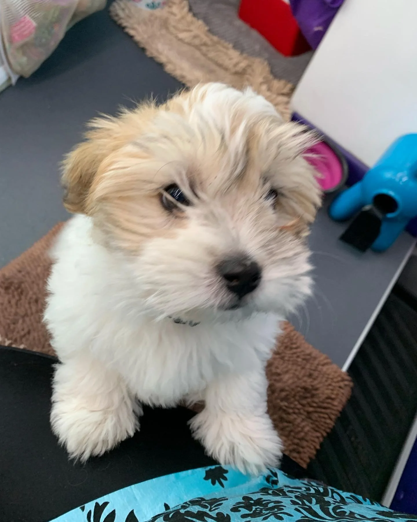 Welcome little Remy to the Muddy Paws 🐾 Family 💕🤗 
#cotondetulear #muddypawsmobilegroomingsalon