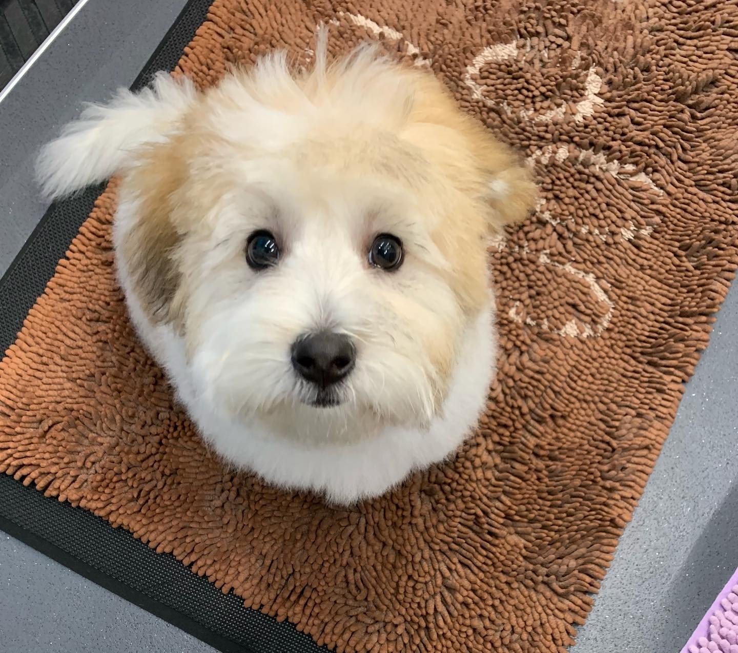 Little Remy is slowly growing up! I groom him every 3 weeks so he still seems so little to me but oh so cute 💕 #cotondetulear
