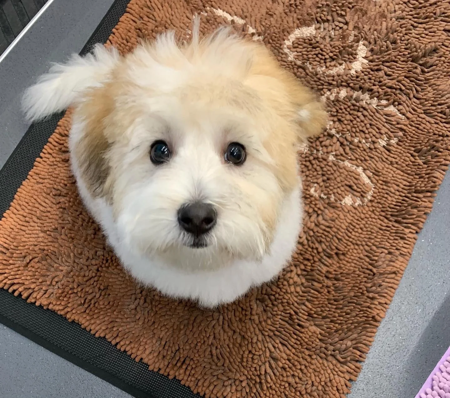 Little Remy is slowly growing up! I groom him every 3 weeks so he still seems so little to me but oh so cute 💕 #cotondetulear