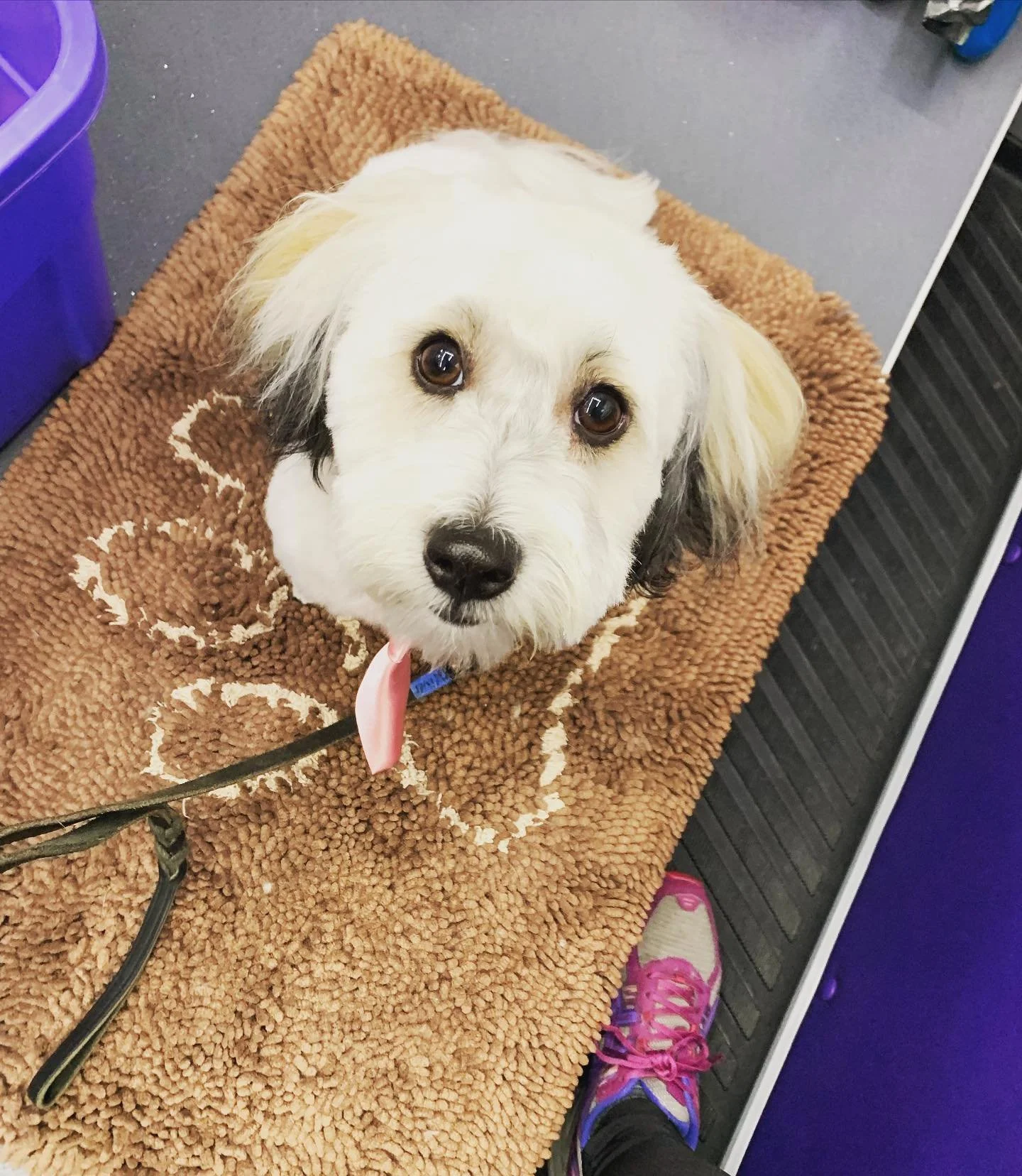 I realized I haven&rsquo;t even posted about this cutie! Welcome Oliver to the #muddypawsfamily 💕🙏🏻💕 He&rsquo;s almost 1 now and I&rsquo;ve been grooming him since he was just 10 weeks old ❤️He&rsquo;s grown into such a handsome little guy ❤️🐾❤️