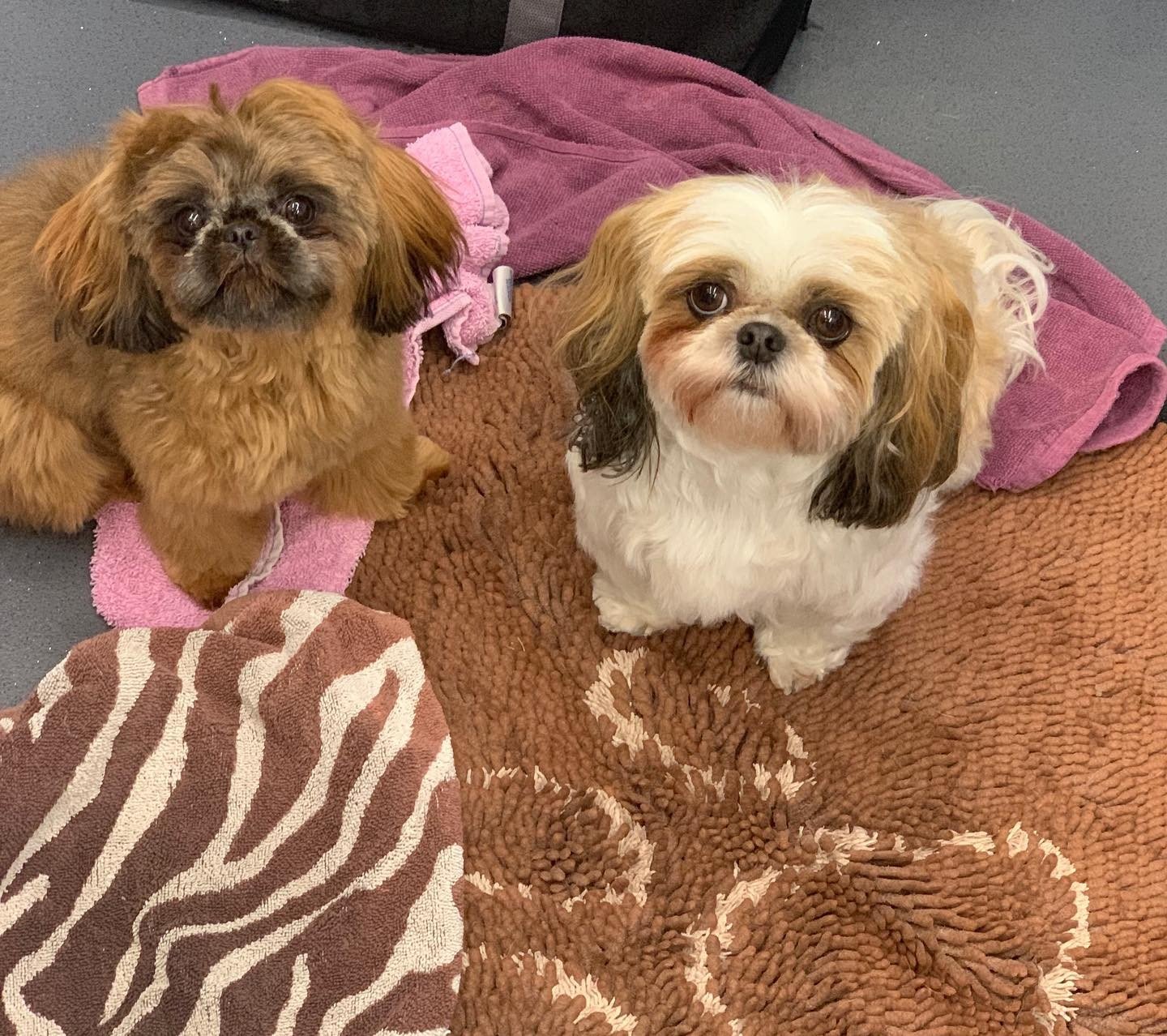 Margot and Betsey stopped by for a bath and neaten up today 🤗🐾💕 They are the cutest pair! #shihtzu #muddypawsmobilegroomingsalon