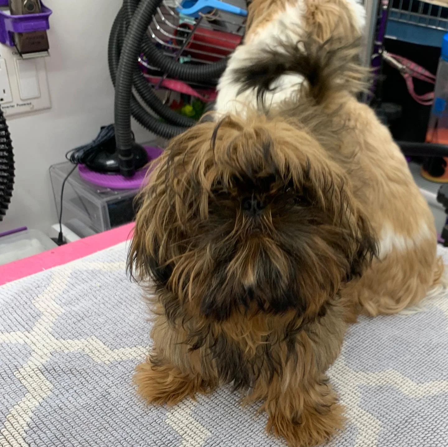 Margot the tiny puppy&rsquo;s first haircut! She was so sweet and brave 🥰 Betsey wasn&rsquo;t impressed sharing her grooming time with a friend but she sure did love that bully stick! 🐾 @ingrambrooke 

#muddypawsfamily #puppy #shihtzu