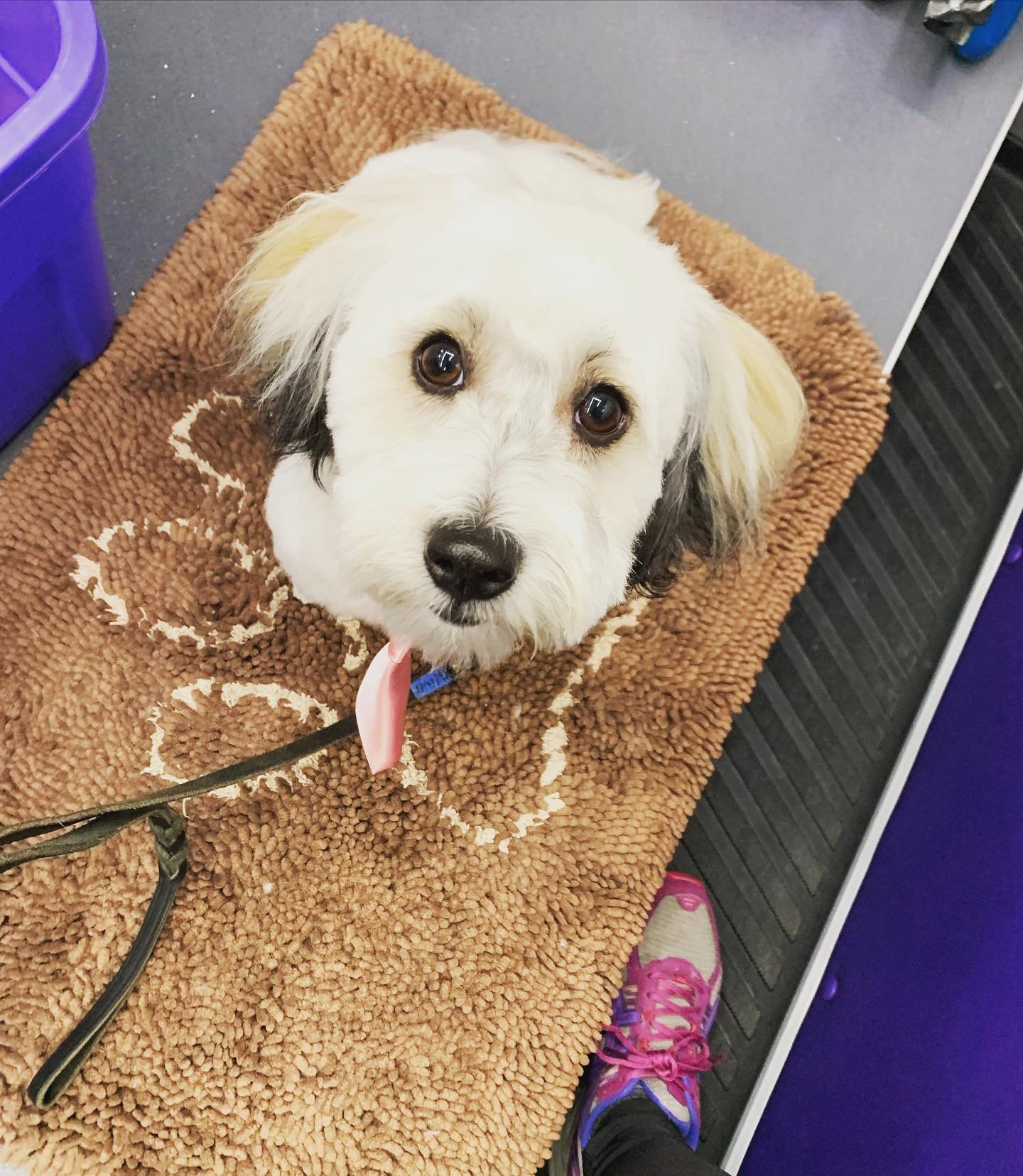 I realized I haven&rsquo;t even posted about this cutie! Welcome Oliver to the #muddypawsfamily 💕🙏🏻💕 He&rsquo;s almost 1 now and I&rsquo;ve been grooming him since he was just 10 weeks old ❤️He&rsquo;s grown into such a handsome little guy ❤️🐾❤️