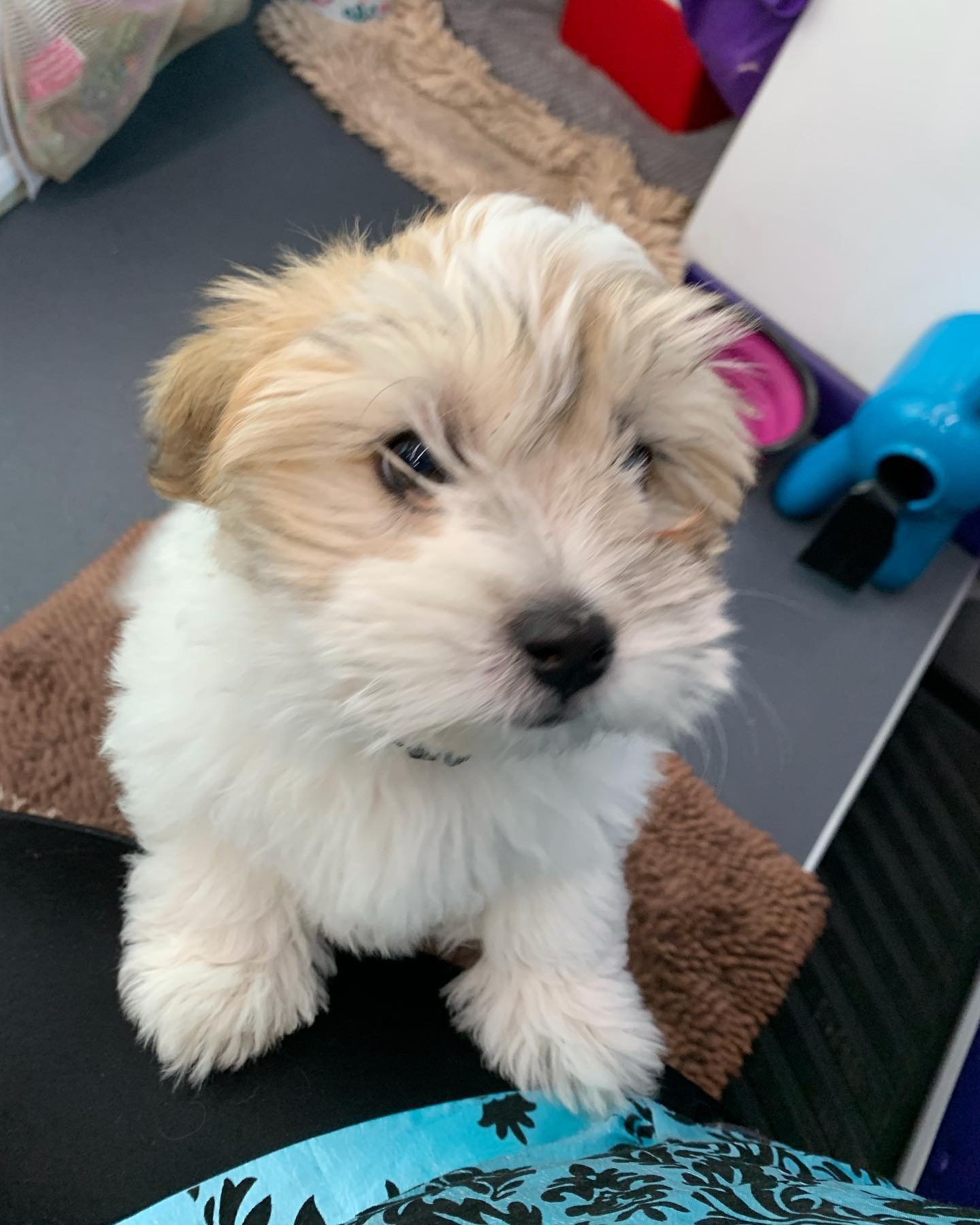 Welcome little Remy to the Muddy Paws 🐾 Family 💕🤗 
#cotondetulear #muddypawsmobilegroomingsalon