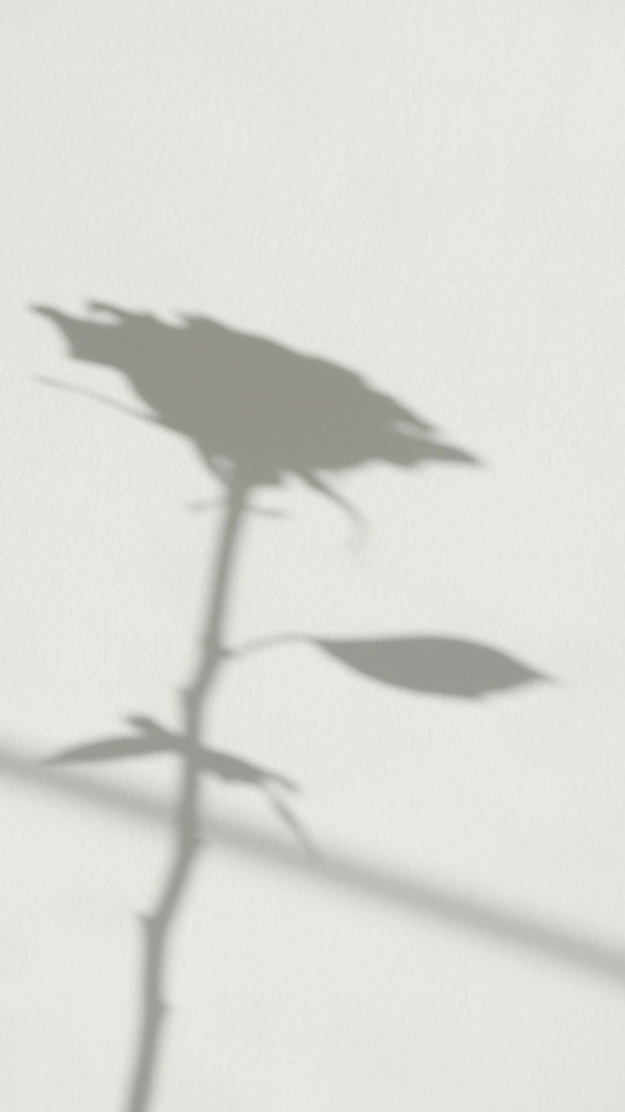 A shadow of a flower with leaves cast on a wall.